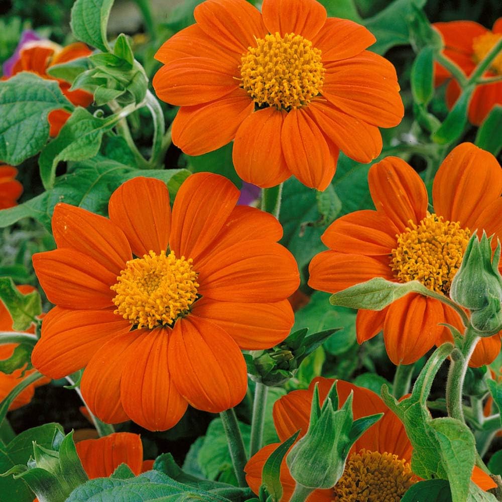 Outsidepride Goldfinger Mexican Sunflower Seeds - 500 Pcs Annual, Easy-to-Grow, Orange Tithonia Speciosa Flower Seeds w/Drought-Tolerant Blooms for Pollinator Gardens & Vibrant Summer Landscaping