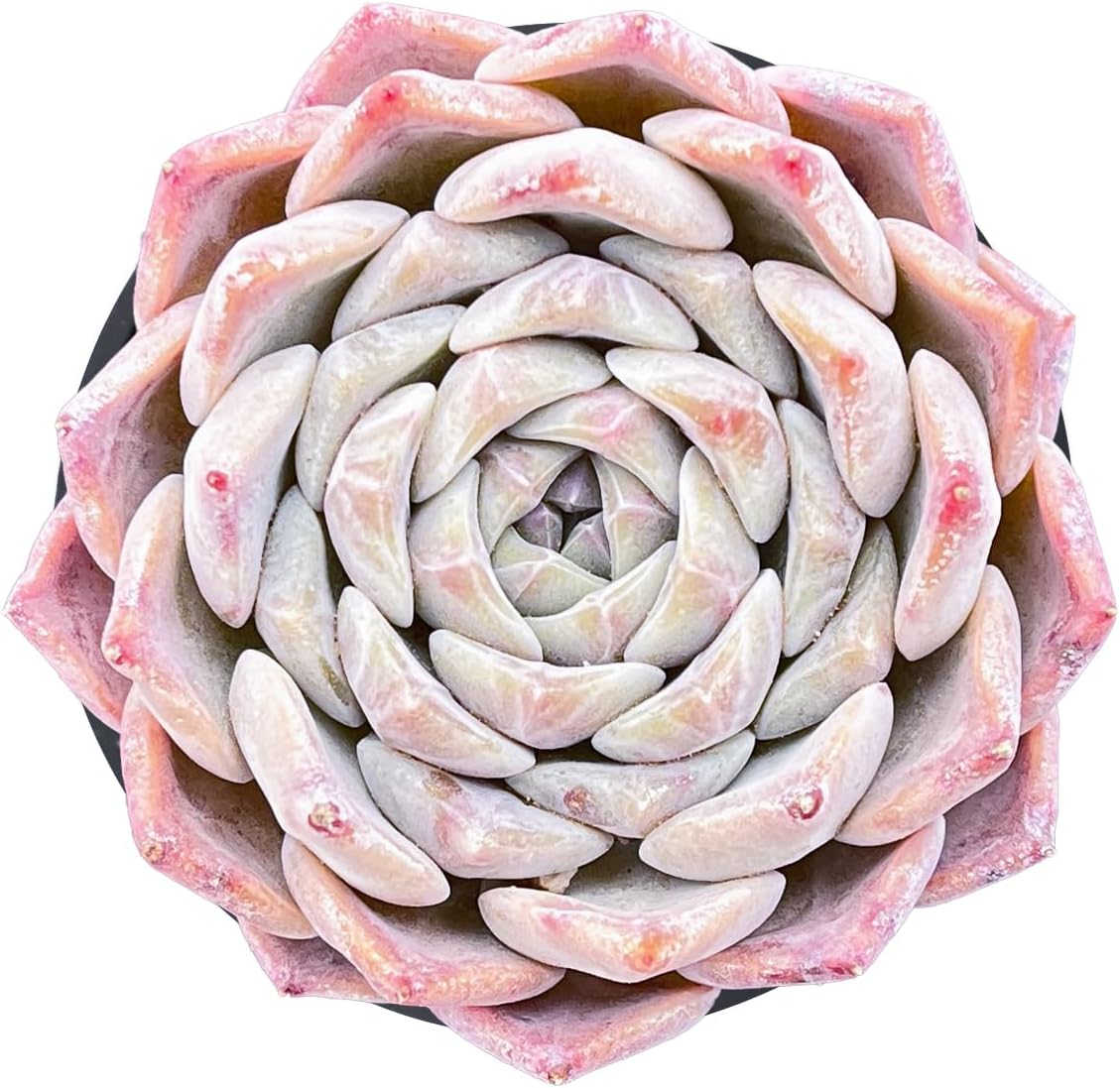 Live Succulent Echeveria 'White Bottle', Approx 2-inch Large, Potted Succulents, Fully Rooted, Easy Care House Plants