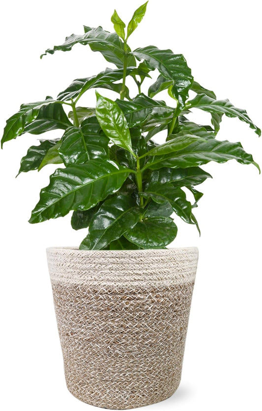 Green Circle Growers 5" Coffee Arabica in Cream Jute Pot, Live Indoor Plants, House Plant