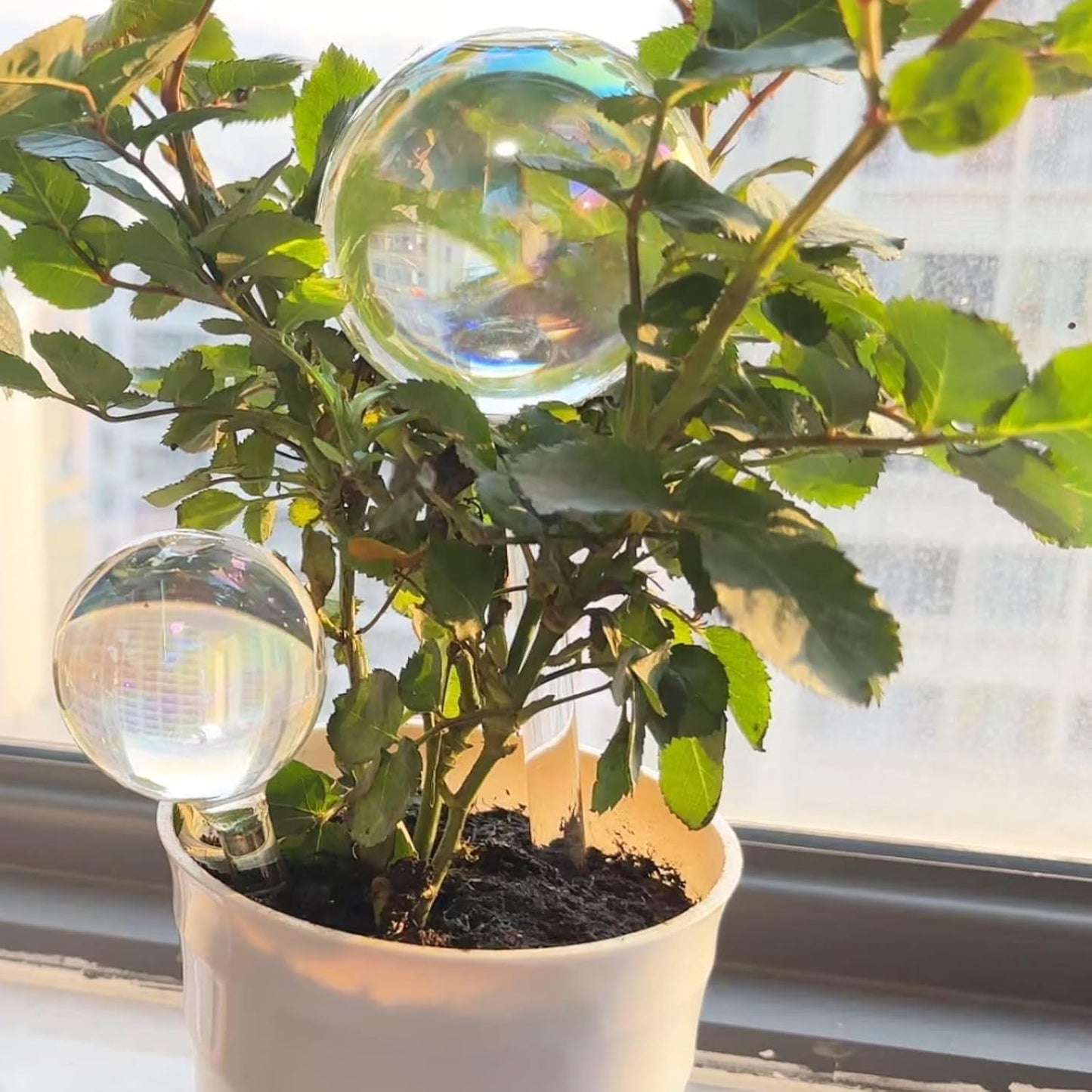 Plant Watering Globes, 6PCS Iridescent Rainbow Gradient Color Clear Glass Bulbs Self Watering Spikes Planter Insert, Automatic Plant Waterer Bulbs Devices for Various Plants