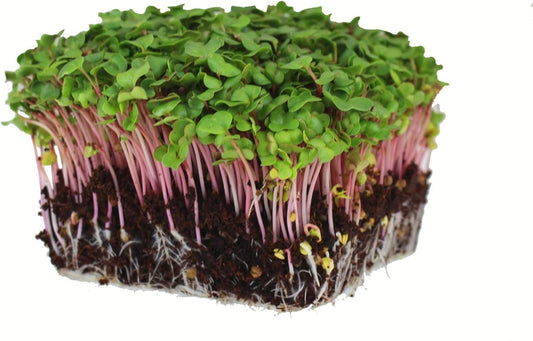 Radish Sprouting & Microgreens Seeds – Red Arrow Variety – 1 LB – Non-GMO, Heirloom – Fast-Growing, Spicy Radish Sprouts & Vibrant Micro Greens for Salads, Sandwiches, Smoothies & Indoor Gardening