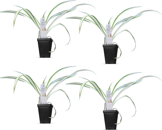 Healthy Spider Plant - Easy Care, Air-Purifying Houseplant (4 Spider Cups)