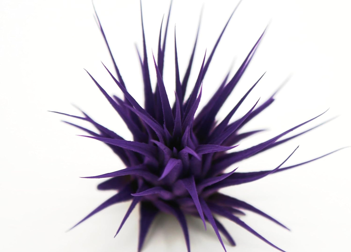 Live Extra Large Tillandsia Ionantha Guatemala Colorful Air Plant 3+ inch Enhanced Color Easy Care Indoor Outdoor Home Decor Gift Airplant by Awesome Industries (Purple XL)