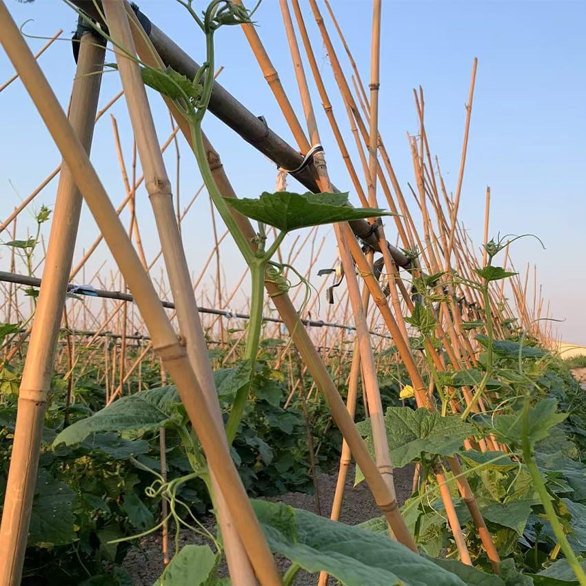Plant Bamboo Post,4Feet,Bamboo Garden Stakes,50PcsBamboo Stakes,for Tomato,Beans,Vegetable and Flowers, Potted Plants,Indoor and Outdoor Climbing Plants