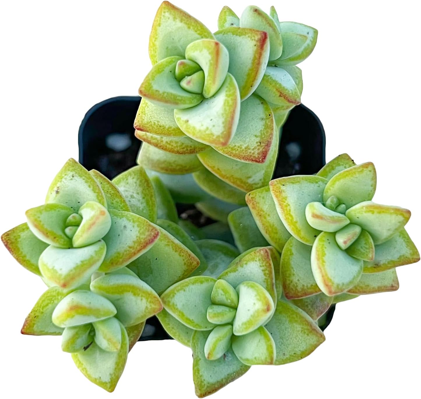 Sprout N Green Crassula Rupestris with 2 inch Starter Pot, Rare Live Succulent Plant Fully Rooted, Home Office Indoor Outdoor Wedding Decoration DIY Projects Party Favor