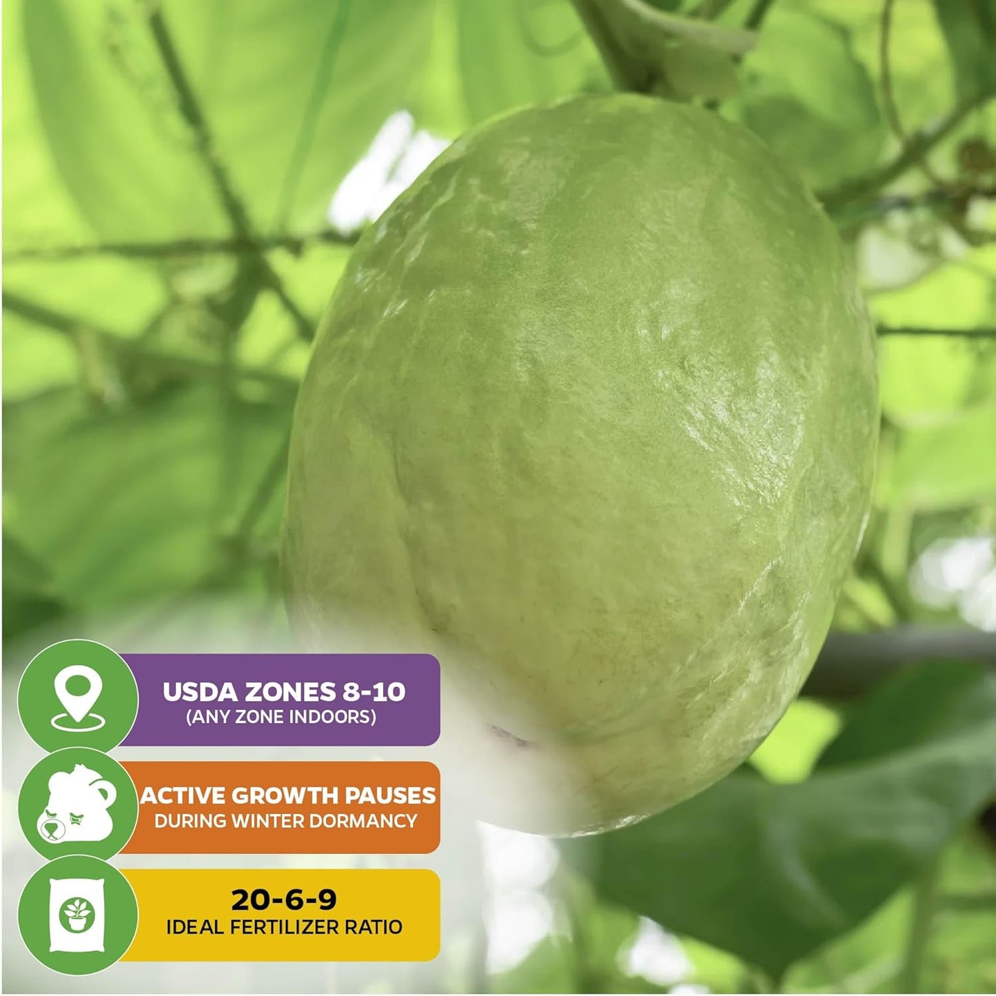 Granadilla Passion Fruit Vine Live Plant (Giant Granadilla) – Passiflora quadrangularis by Wellspring Gardens – Huge Edible Fruit – Fast-Growing & Ornamental – Great for Trellises & Fences (2-Pack)