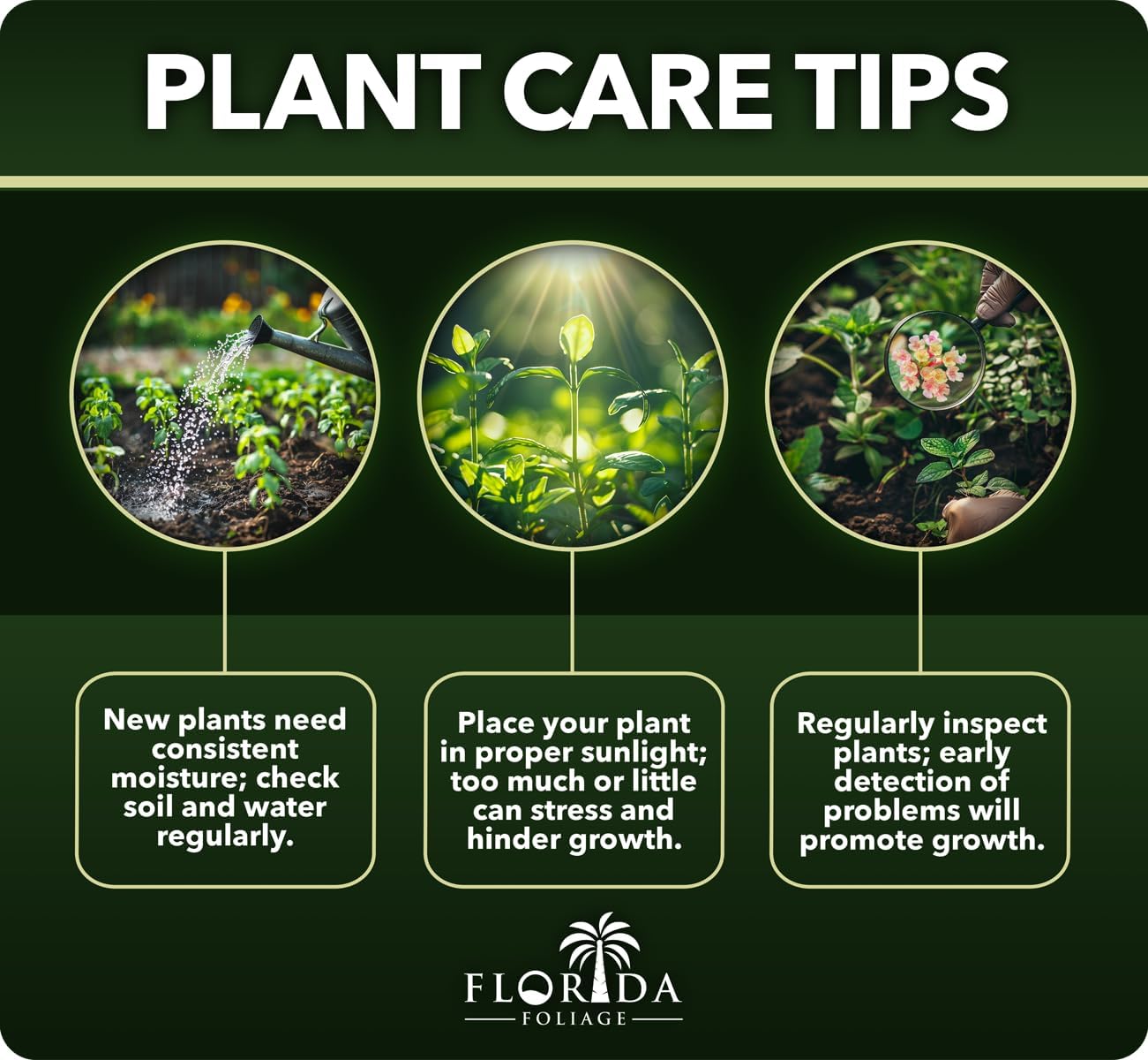 Dwarf Mondo Grass | 30 Live Plants | Ophiopogon Japonicus Nana | Lush Ground Cover | Shade Loving Low Maintenance Garden Solution | Ideal for Landscaping and Borders | Hardy and Evergreen