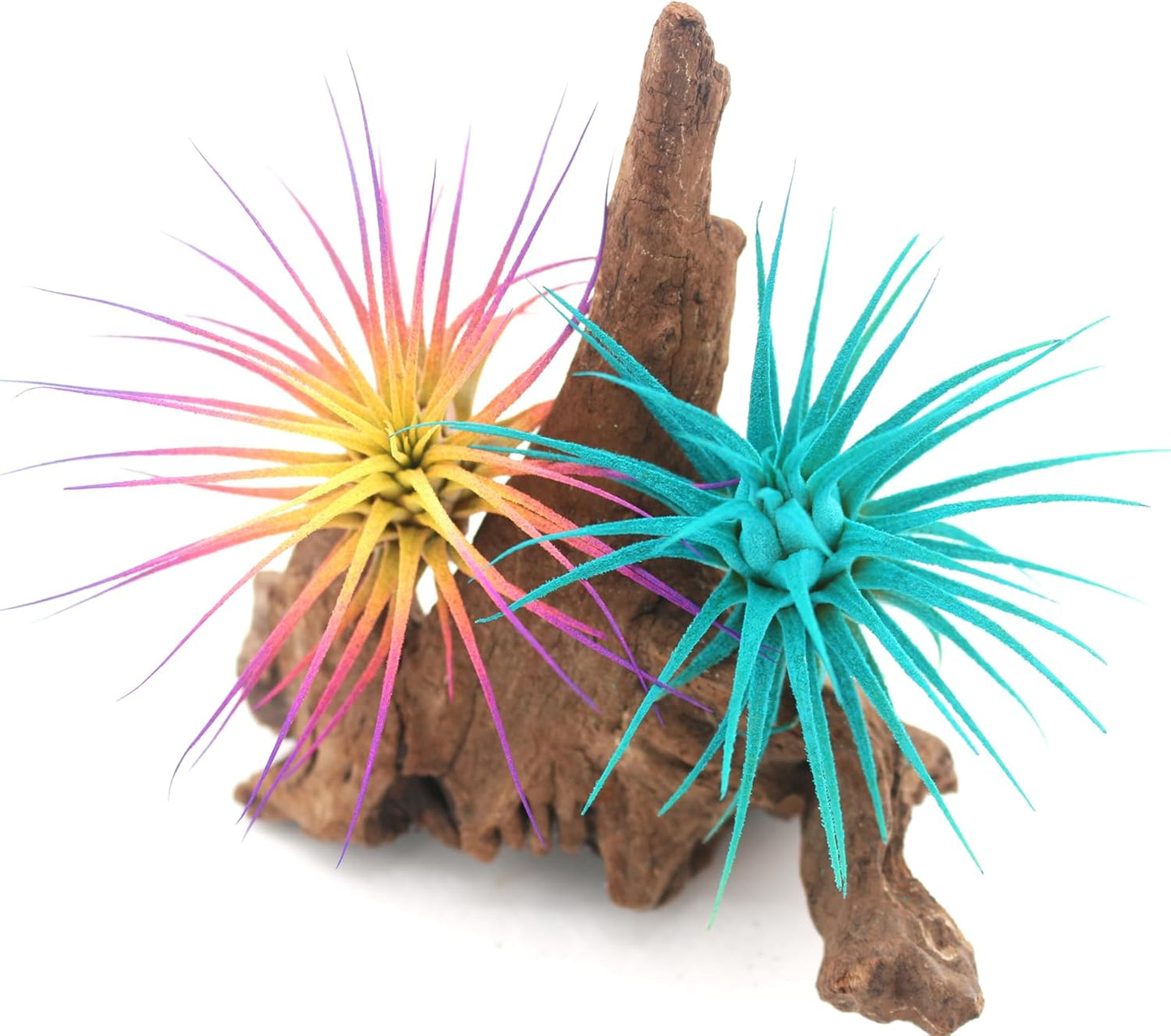 Live Extra Large Tillandsia Ionantha Guatemala Enhanced Colored Colorful Air Plant 3+ inch Easy Care Indoor Outdoor Home Decor Gift Airplant Awesome Industries Live Arrival Guaranteed (Teal XL)