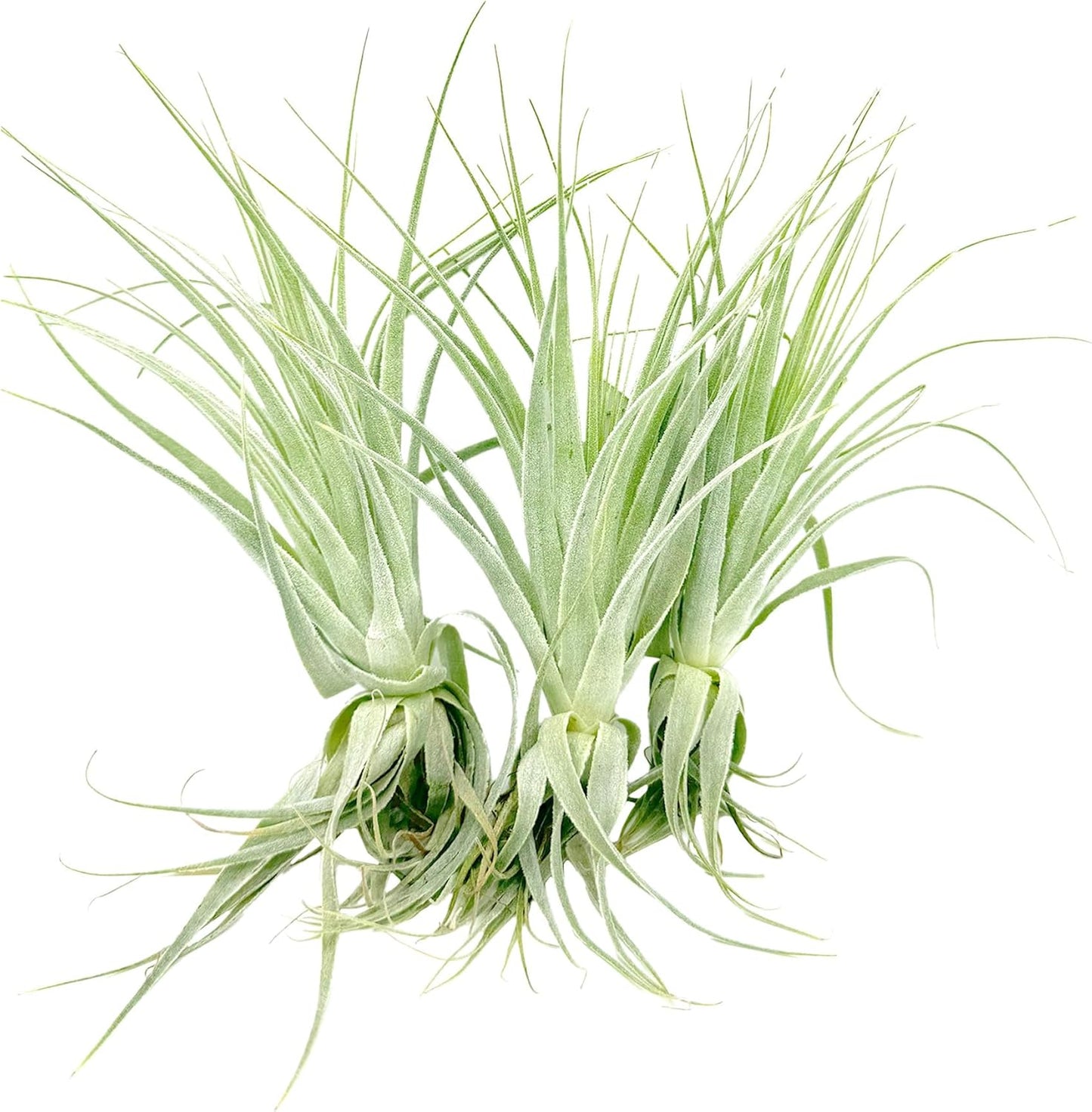 Live Air Plant - Tillandsia Gardneri 5-7” - 3ct - ragnaroc Rare Collectors Indoor Tropical Plant - Live Arrival Guaranteed - House Plants for Home Decor & Gift