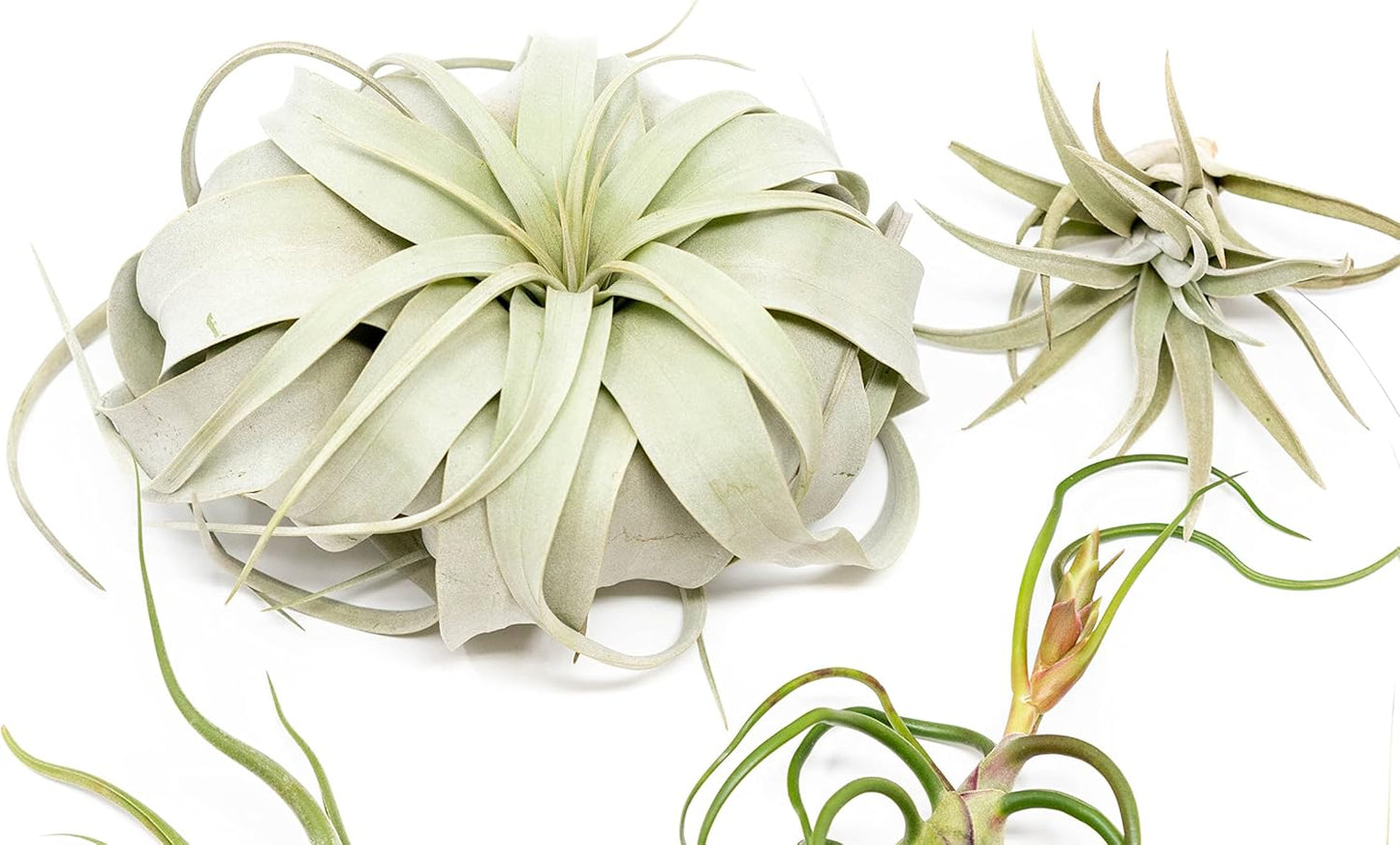 5 Pack of Large Tillandsia Air Plants - Xerographica, Juncea, Bulbosa, Caput Medusae & Harrisii- Live Succulent House Plants Availabe in Wholesale and Bulk - Easy Care Indoor and Outdoor Plant