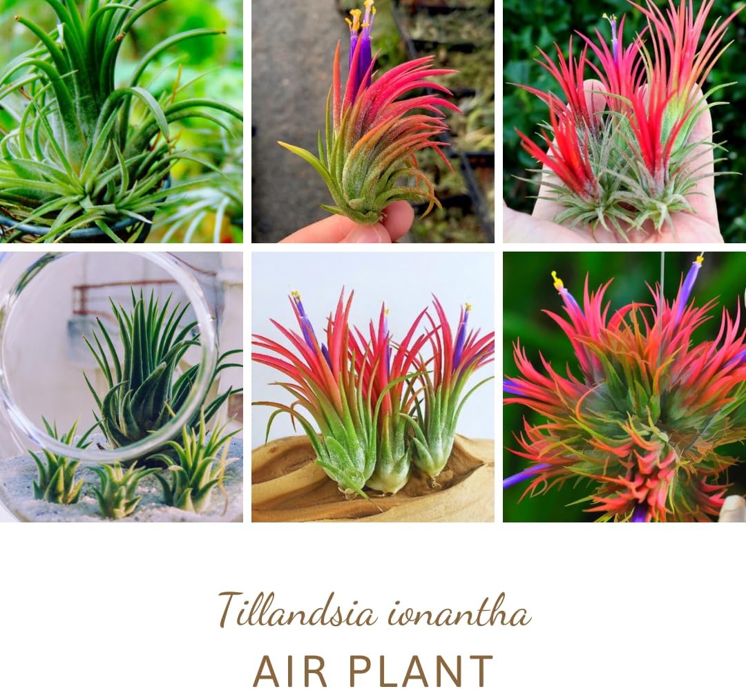 Air Plants Live, 10 Red Tillandsia Air Plants Live Houseplants for Growing Indoors Outdoors, 2 to 3 Inches Tall, Tillandsia Plants Live, Live Air Plants
