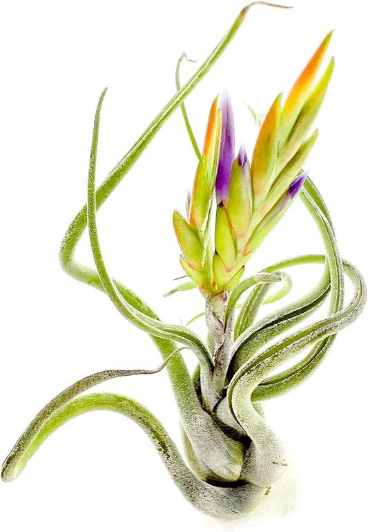 Air Plants - Flowering Tillandsia Caput Medusae, Large 5-7" - 1ct - Live Arrival Guaranteed - House Plants for Home Decor & Gift