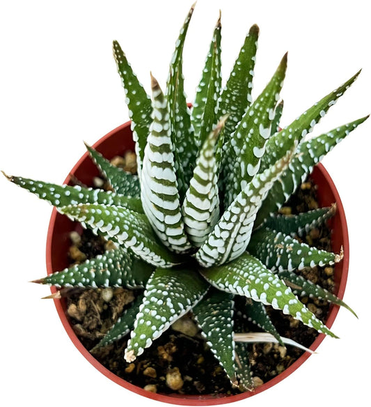 Sprout N Green Haworthiopsis fasciata 'Big Band', Live Succulent Fully Rooted in 4" Pots, Rare House Plant for Home Office Indoor Outdoor Wedding Decoration, DIY Projects, Party Favor