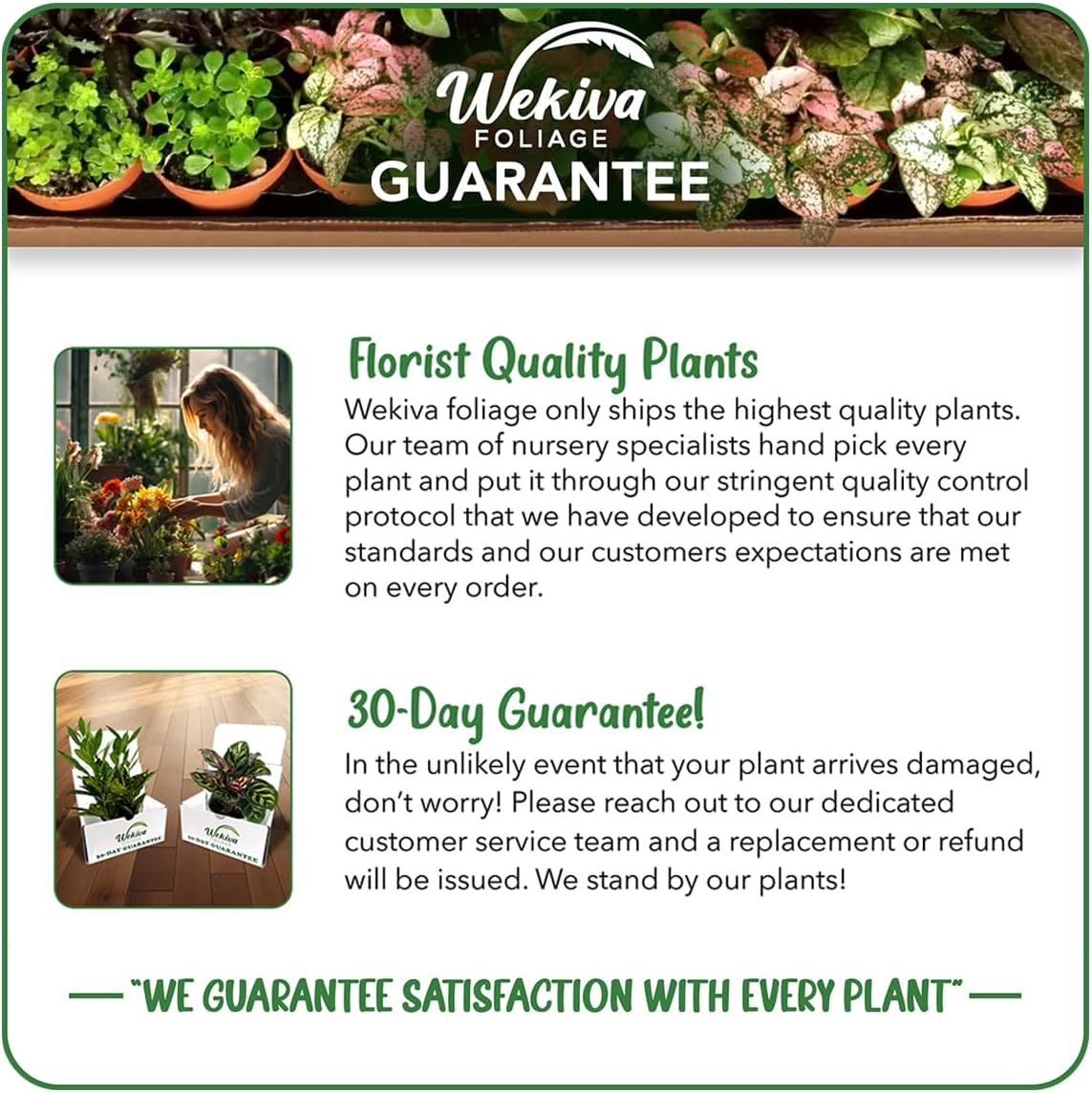 Florida Special Pineapple Plant - Live Plant in a 4 Inch Growers Pot - Ananas Comosus - Edible Fruit Tree for Patio and Garden