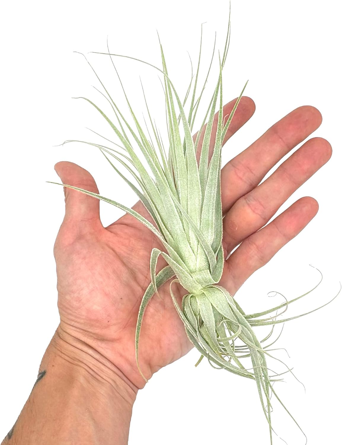 Live Air Plant - Tillandsia Gardneri 5-7” - 2ct - ragnaroc Rare Collectors Indoor Tropical Plant - Live Arrival Guaranteed - House Plants for Home Decor & Gift