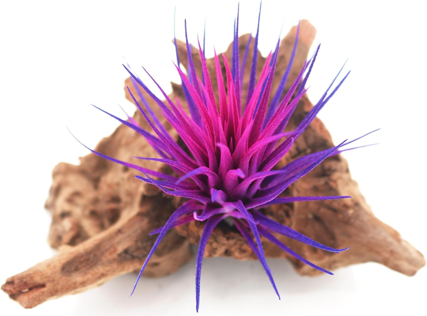 Live Extra Large Tillandsia Ionantha Guatemala Enhanced Colored Colorful Air Plant 3+ inch Easy Care Indoor Outdoor Home Decor Gift Airplant Awesome Industries Live Arrival Guaranteed (Moonbeam XL)