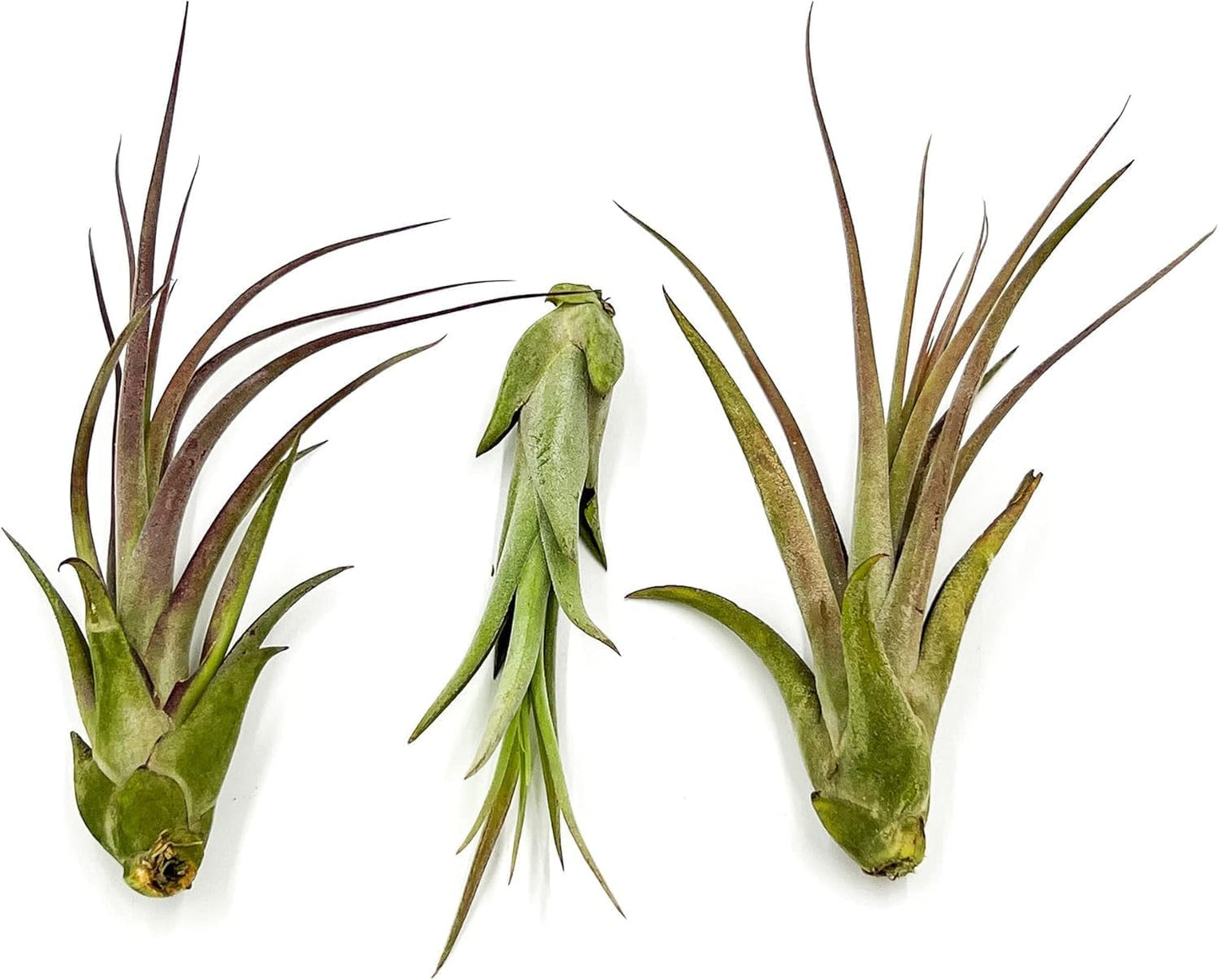 Live Air Plant – Tillandsia Capiput, Jumbo 6-9” - 2 ct - Live Arrival Guaranteed - House Plants for Home Decor & Gift
