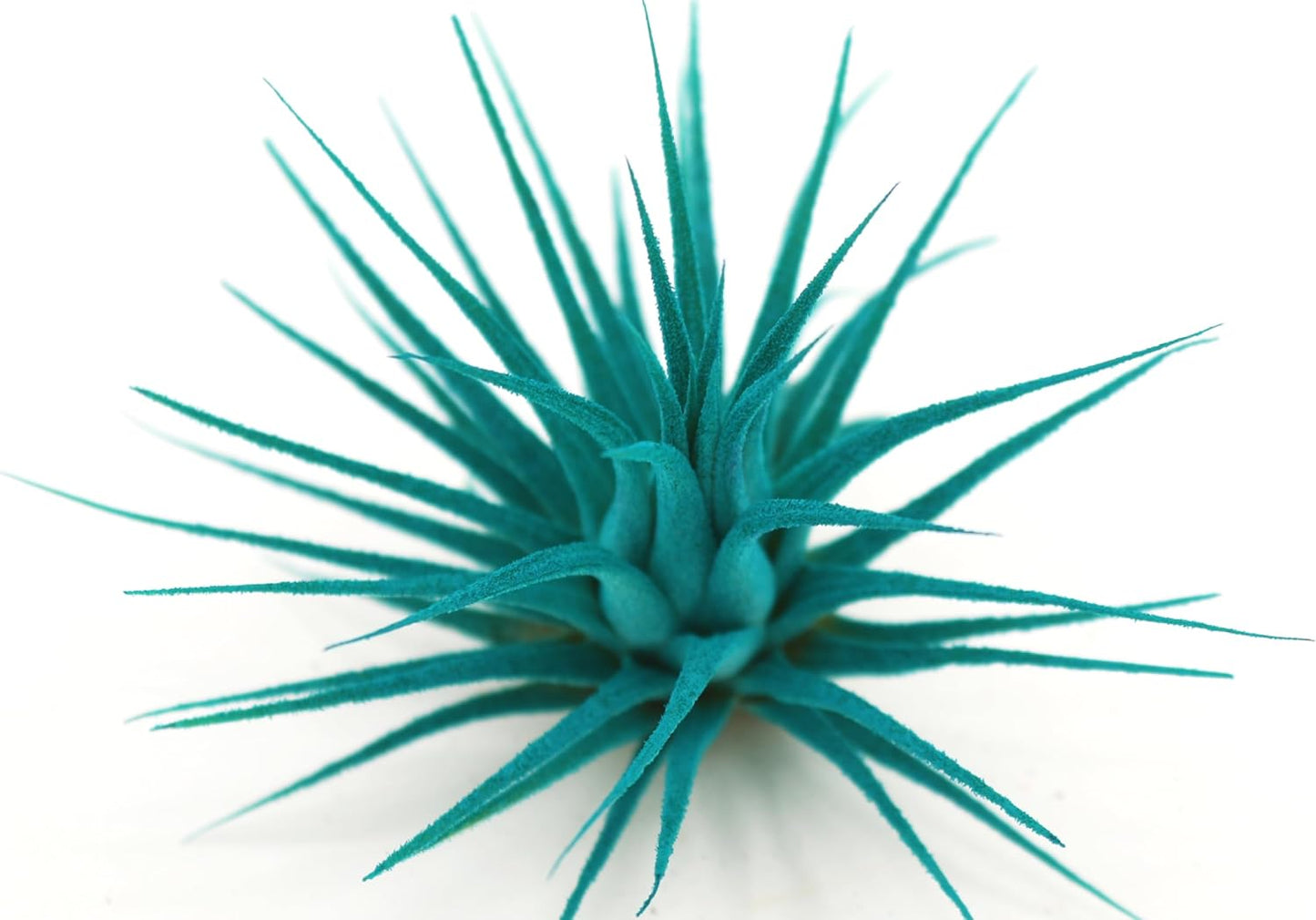 Live Extra Large Tillandsia Ionantha Guatemala Enhanced Colored Colorful Air Plant 3+ inch Easy Care Indoor Outdoor Home Decor Gift Airplant Awesome Industries Live Arrival Guaranteed (Teal XL)