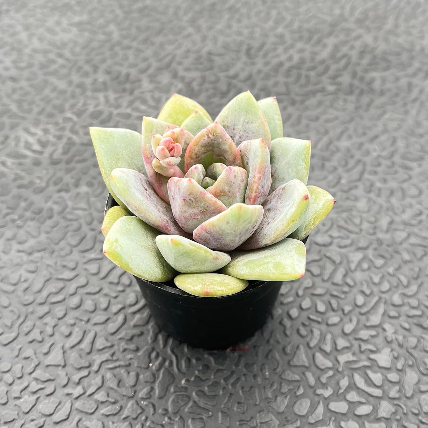 2" Live Succulent 'E. German Champagne', Rare Succulent Plants Fully Rooted in Pots, Unique House Plant for DIY, Party Favor, Home Office Decoration