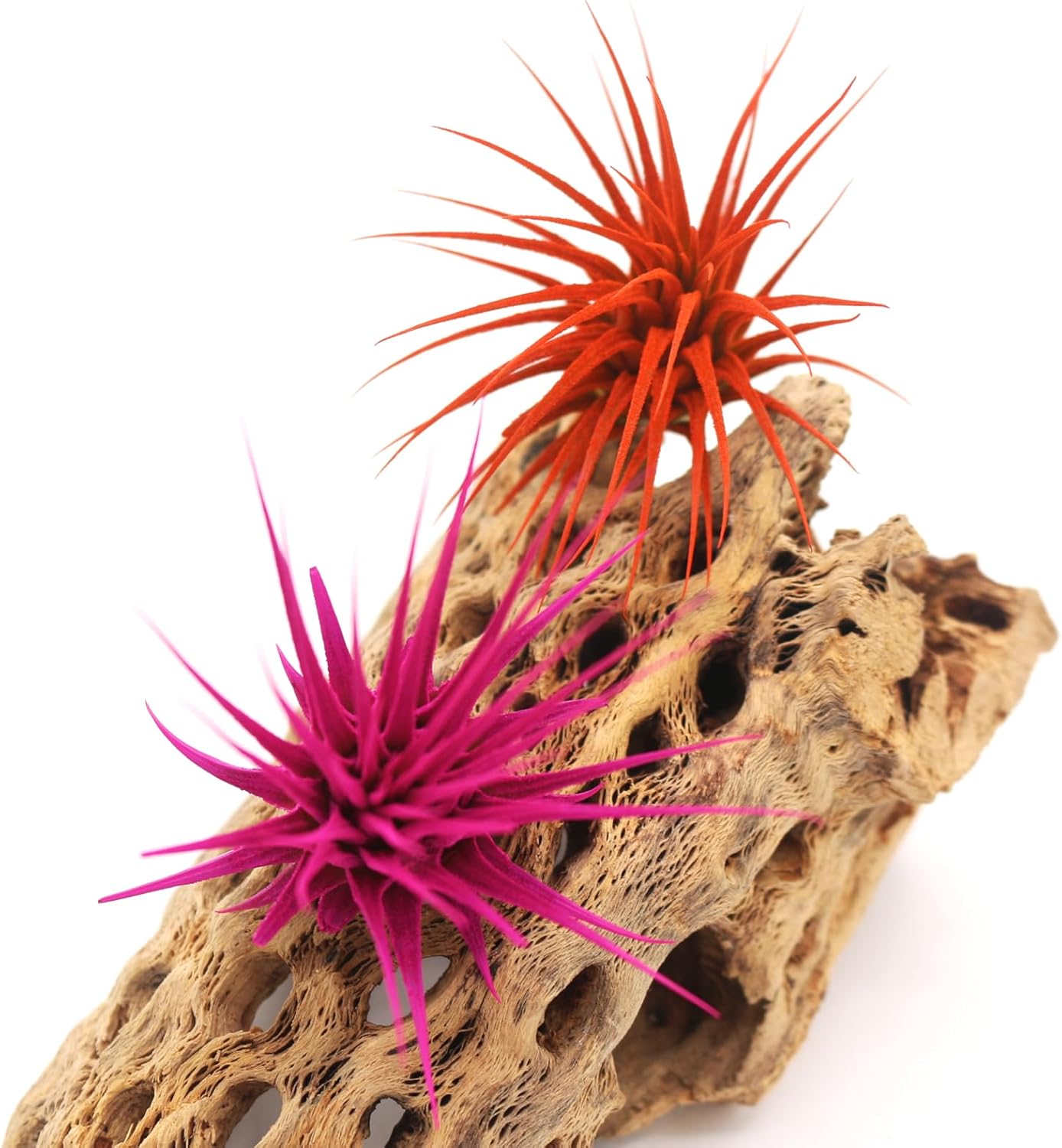 Dyed Tillandsia Ionantha Guatemala Enhanced Colored Colorful Air Plant Live Easy Care Indoor Outdoor Home Decor Gift Airplant by Awesome Industries Live Arrival Guaranteed (Orange)