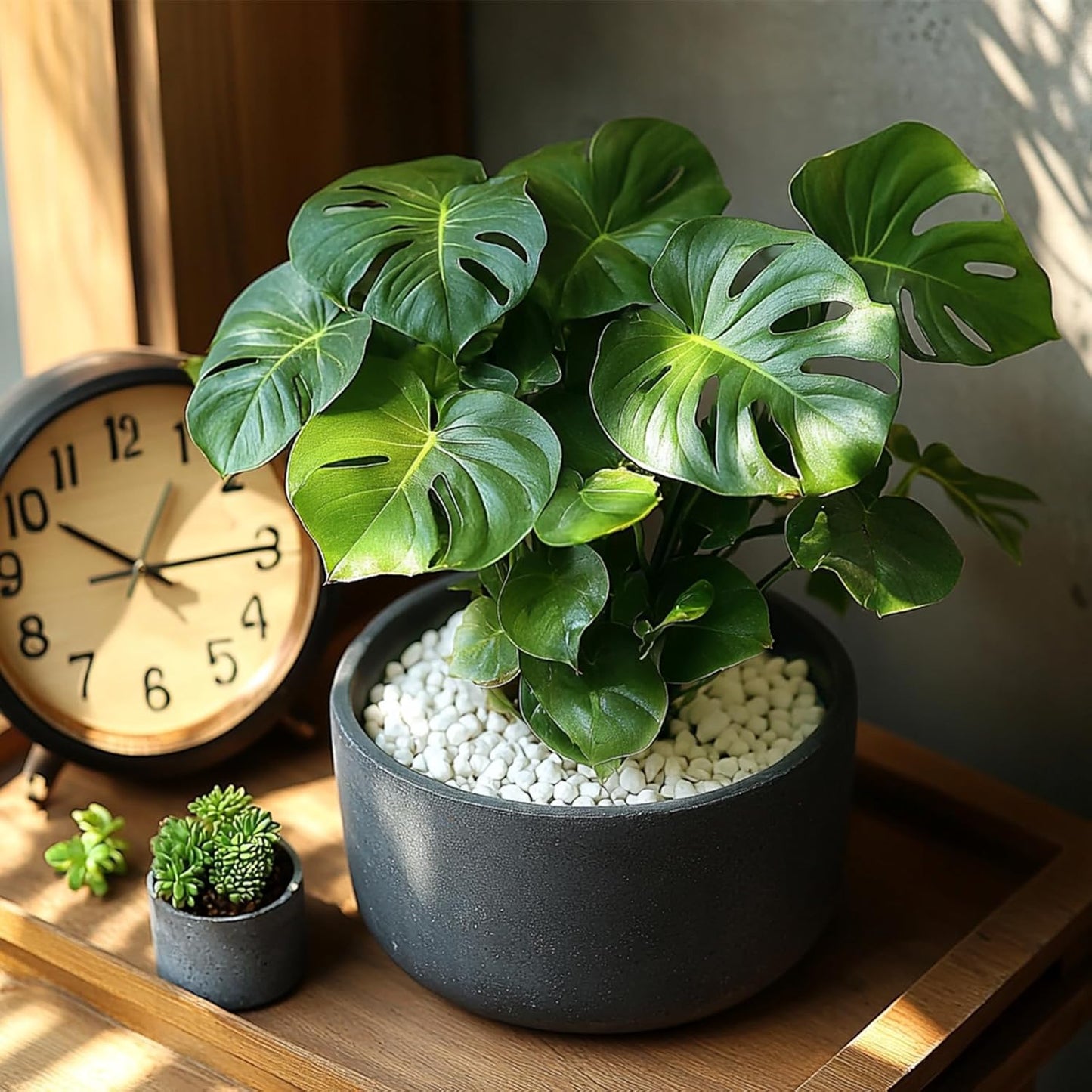 1/5 Inch White Succulent Cactus Gravel, 10 lbs – Ideal for Succulent Plant Pots, Vase Fillers, Glass Containers, Aquariums, Patios, and Outdoor Gardening River Stones (White, 10 Pounds)