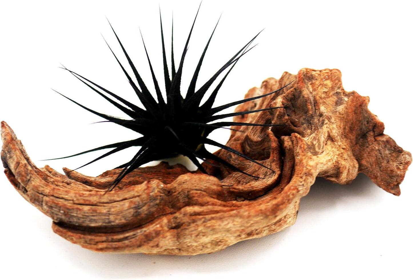 Dyed Tillandsia Ionantha Guatemala Enhanced Colored Colorful Air Plant Live Easy Care Indoor Outdoor Home Decor Gift Airplant by Awesome Industries Live Arrival Guaranteed (Black)