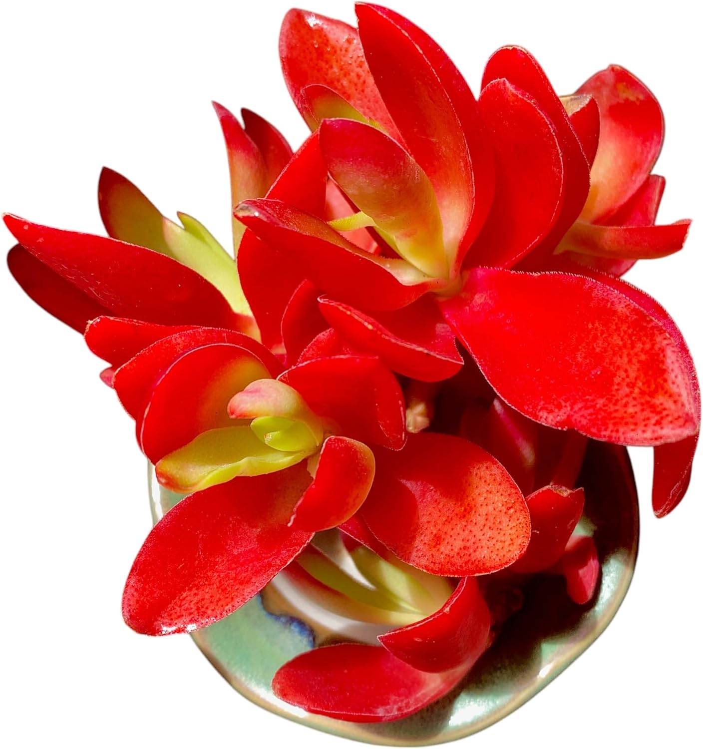 FWPP Crassula capitella 'Campfire' Live Succulent Plant in 3 Inch, Bright Red Leaves, Bare Root Without Pot Soil, Low Maintenance Houseplant, Great Gift for Plant Lovers & Home Decor