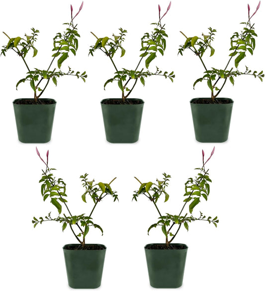 Generic Mini Pink Jasmine Vine, Fragrant and Live Houseplant, 2 Inch Pot, Jasminum Polyanthum (5)