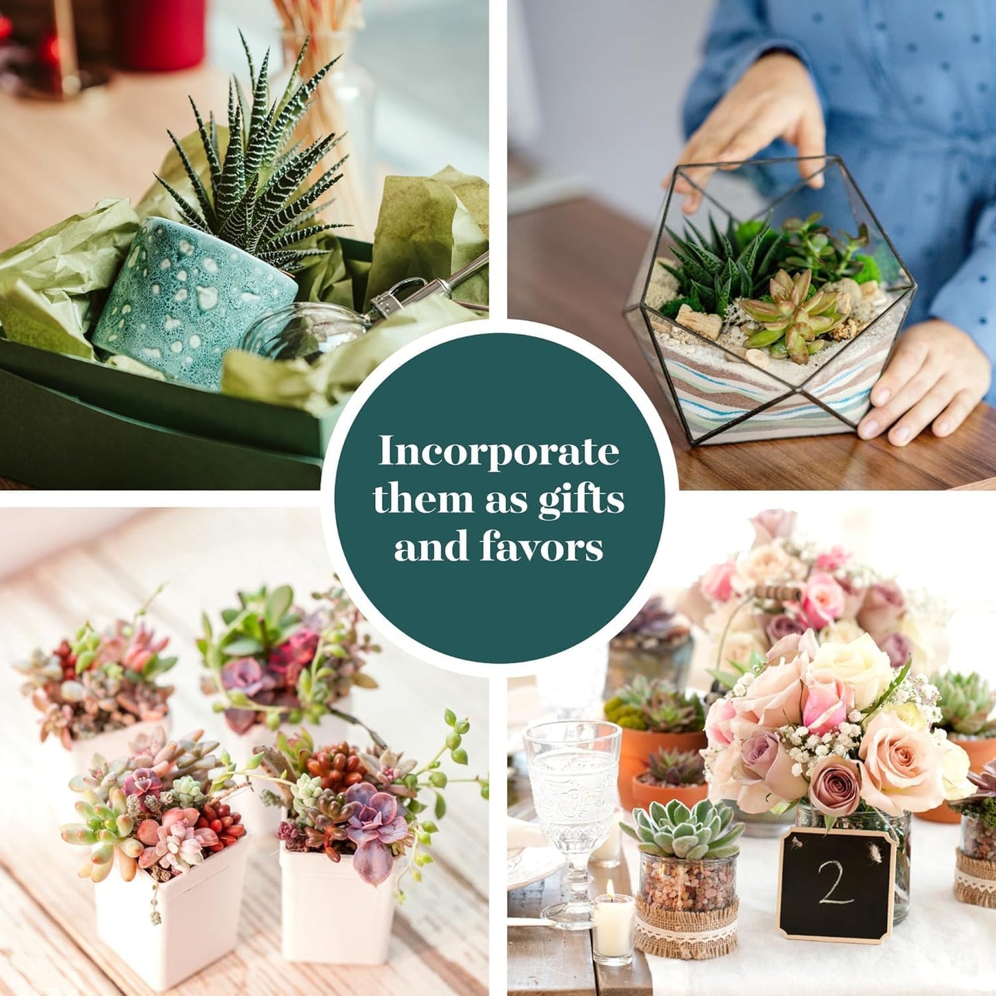 Shop Succulents Assorted Succulent Plant Pack Collection - Live Mini Succulent Plants, Low Maintenance, Mixture of Colors & Textures - Wedding and Party Favors, Gift & Garden, Pack of 256