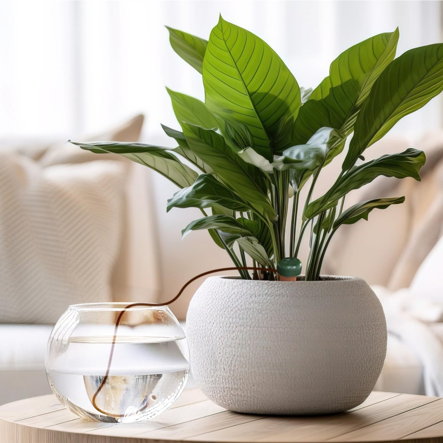 Blumat Classic Plant Watering Stakes with Adapters - Self Watering Planter Insert for Pots - Automatic Plant Waterer & Plant Accessories (50 Pack)