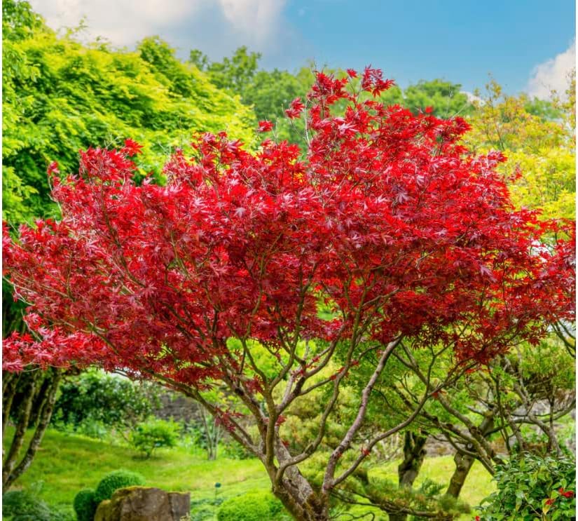 Red Japanese Maple Trees 2-Pack – Live Plants, 2-3 Ft Tall, Stunning Foliage