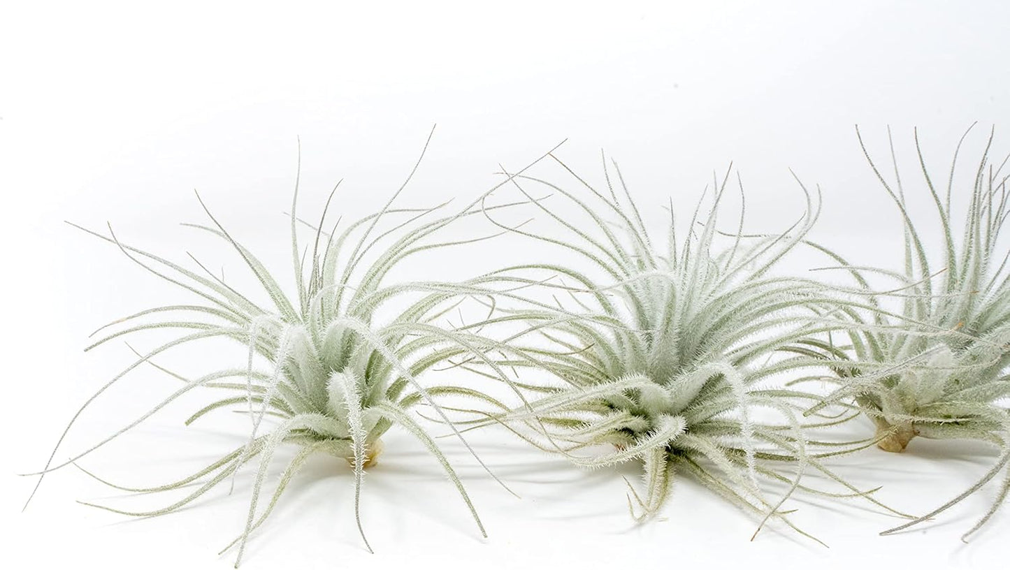 Air Plant Shop 25 Pack Rare Tectorum Ecuador Air Plants - Unique, Bright White, Nursery-Grown Tillandsia House Plant with Fuzzy Trichomes for Terrariums, Driftwood & Living Walls - Wholesale