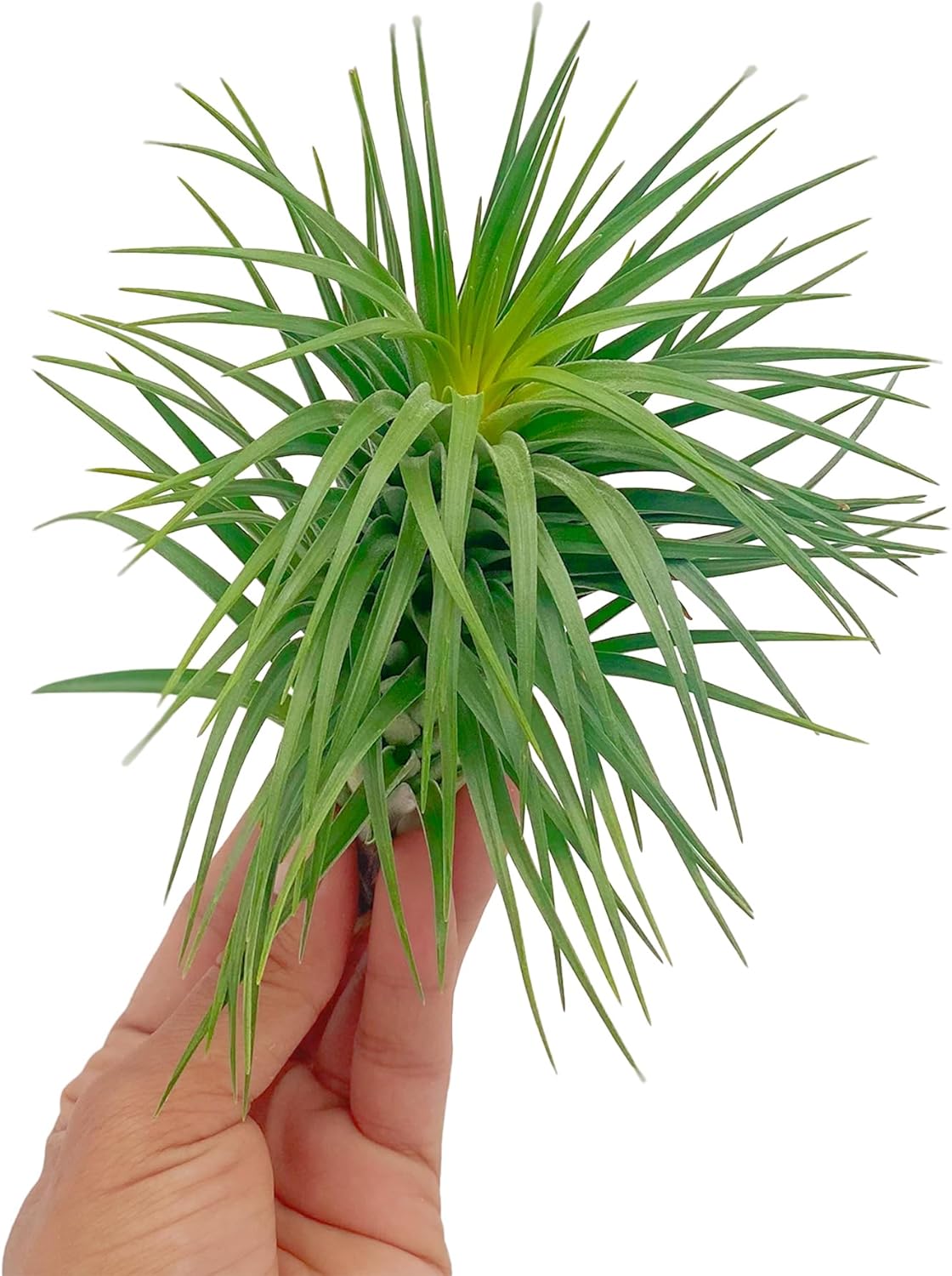 Air Plants - Flowering Tillandsia Pink Paske Large 5" - 2ct - Live Arrival Guaranteed - House Plants for Home Decor & Gift