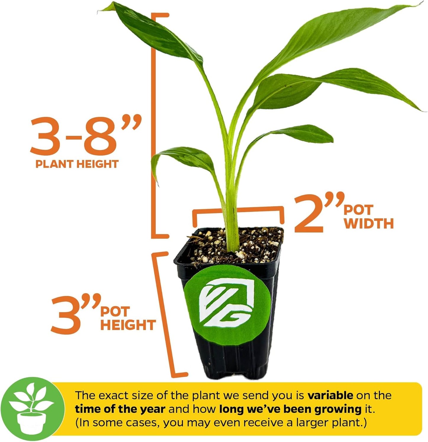 Dwarf Kokopo Banana Plant - Musa acuminata by Wellspring Gardens - Swift Fruiting, Exquisite Taste, Orange-Tinted Pulp, Container and Outdoor Growth, Vitamin A and Beta Carotene-Rich Banana