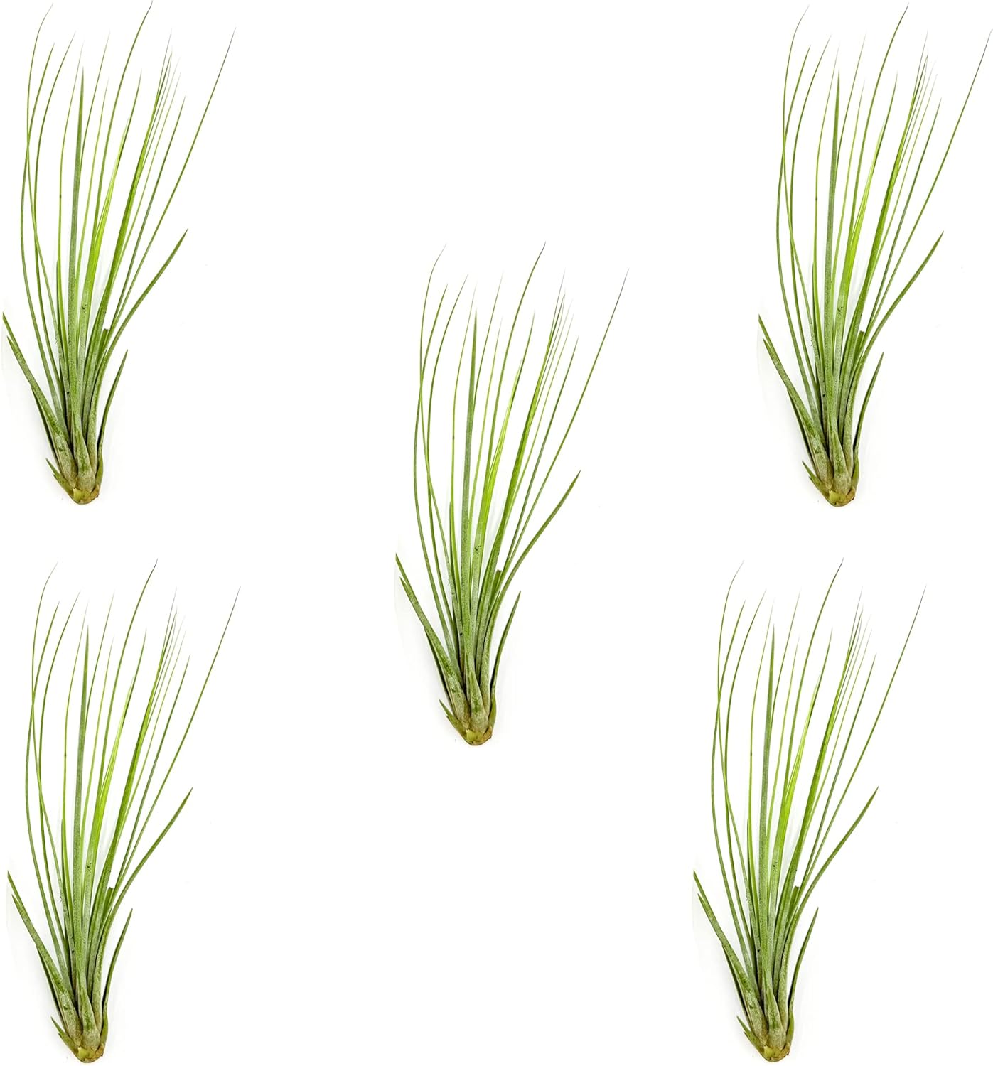 Air Plants - Tillandsia Juncea, Jumbo 8-12" - 5ct - Live Arrival Guaranteed - House Plants for Home Decor & Gift