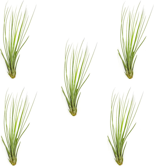 Air Plants - Tillandsia Juncea, Jumbo 8-12" - 5ct - Live Arrival Guaranteed - House Plants for Home Decor & Gift