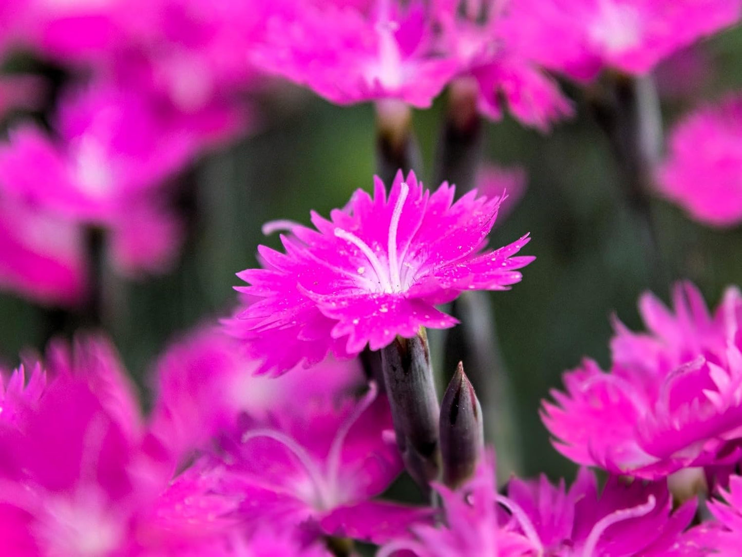 Greenwood Nursery: Live Perennial Plants - Firewitch + Dianthus Gratianopolitanus - [Qty: 10x 3.5 Pots] - (Click for Other Available Plants/Quantities)