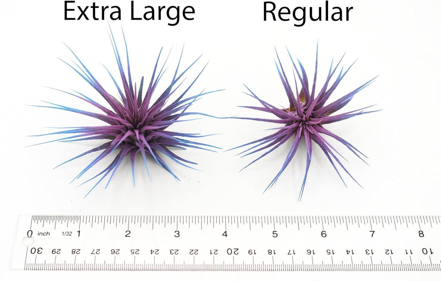 Live Extra Large Tillandsia Ionantha Guatemala Enhanced Colored Colorful Air Plant 3+ inch Easy Care Indoor Outdoor Home Decor Gift Airplant Awesome Industries Live Arrival Guaranteed (Twilight XL)