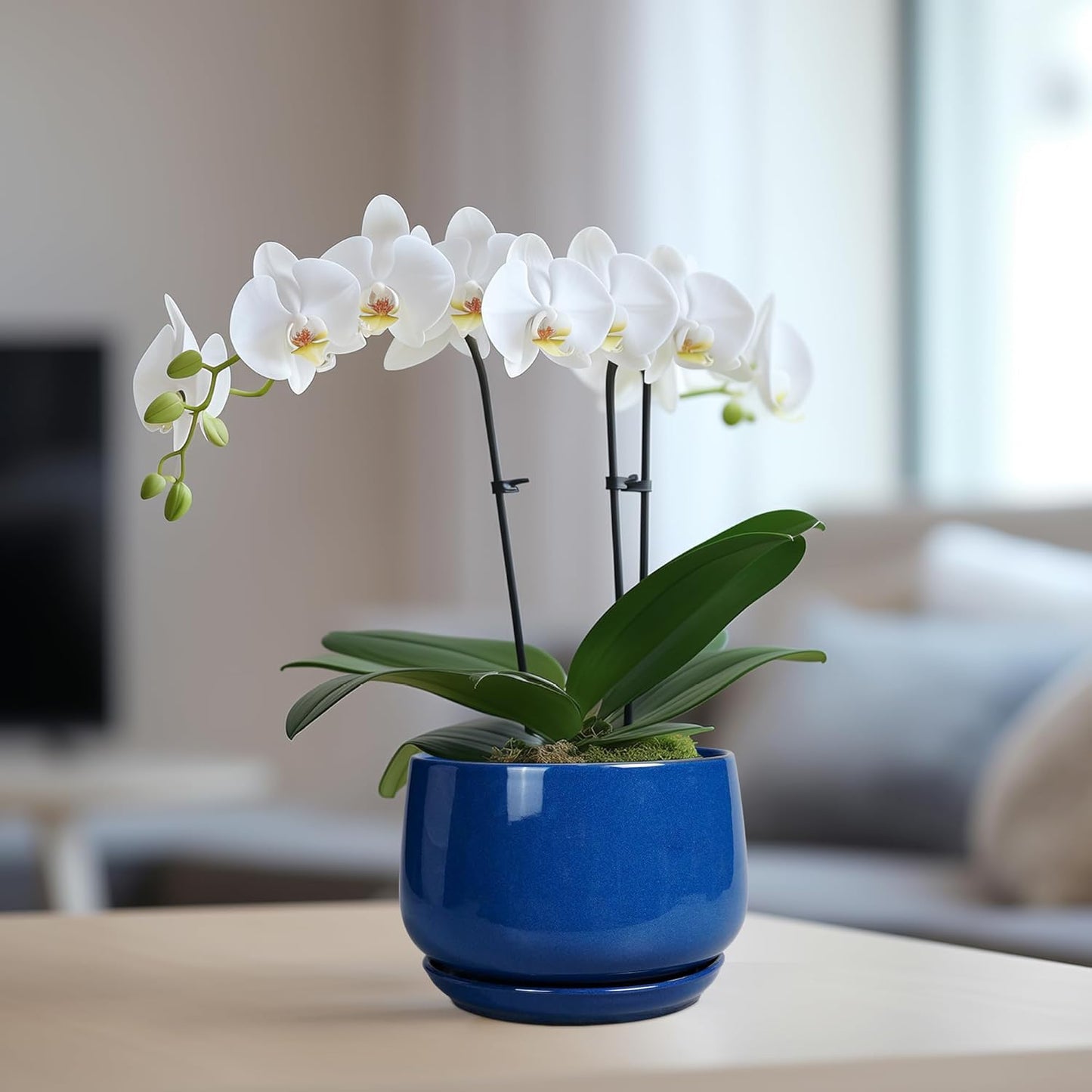 G EPGardening 6 Inch Plant Pot - Round Ceramic Planter Indoor with Drainage and Ceramic Saucer for Flower, Modern Desk Decor, Modern Garden Gift, Blue