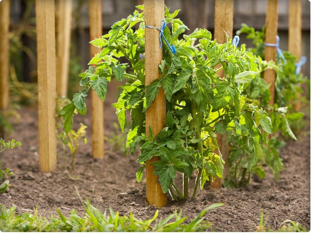 Greenes Fence 3 Ft. Wooden Garden and Sign Post Stakes (100-Pack)