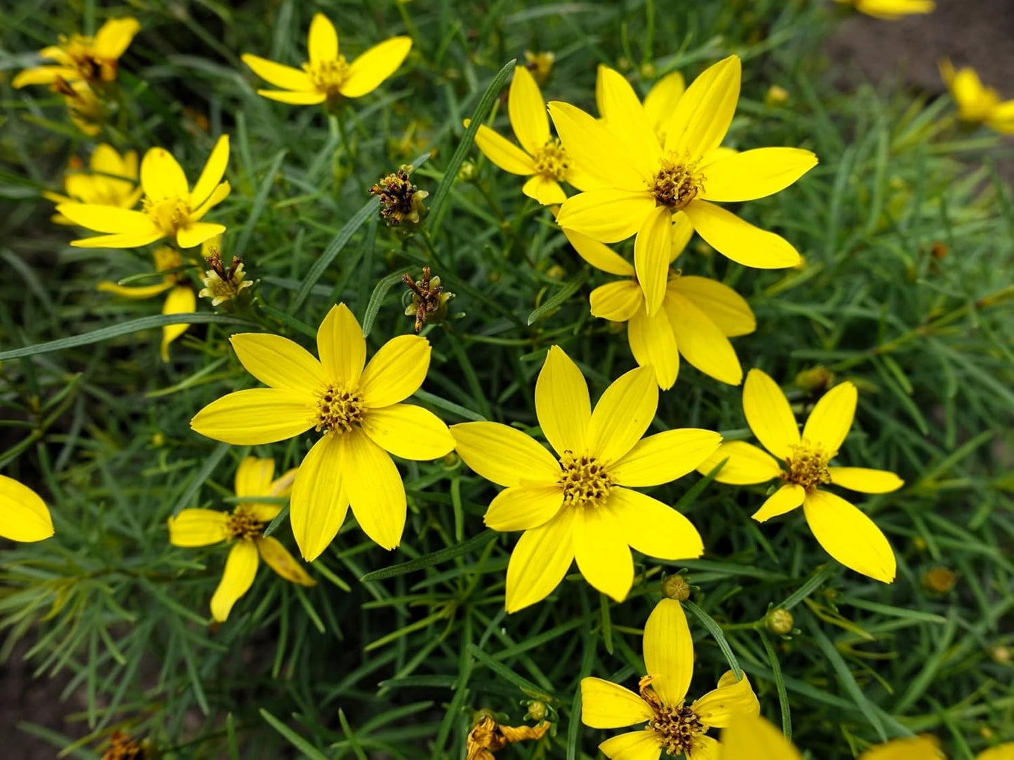 Greenwood Nursery: Live Perennial Plants - Nana Mouse Ear Tickseed + Coreopsis Auriculata - [Qty: 2X Pint Pots] - (Click for Other Available Plants/Quantities)