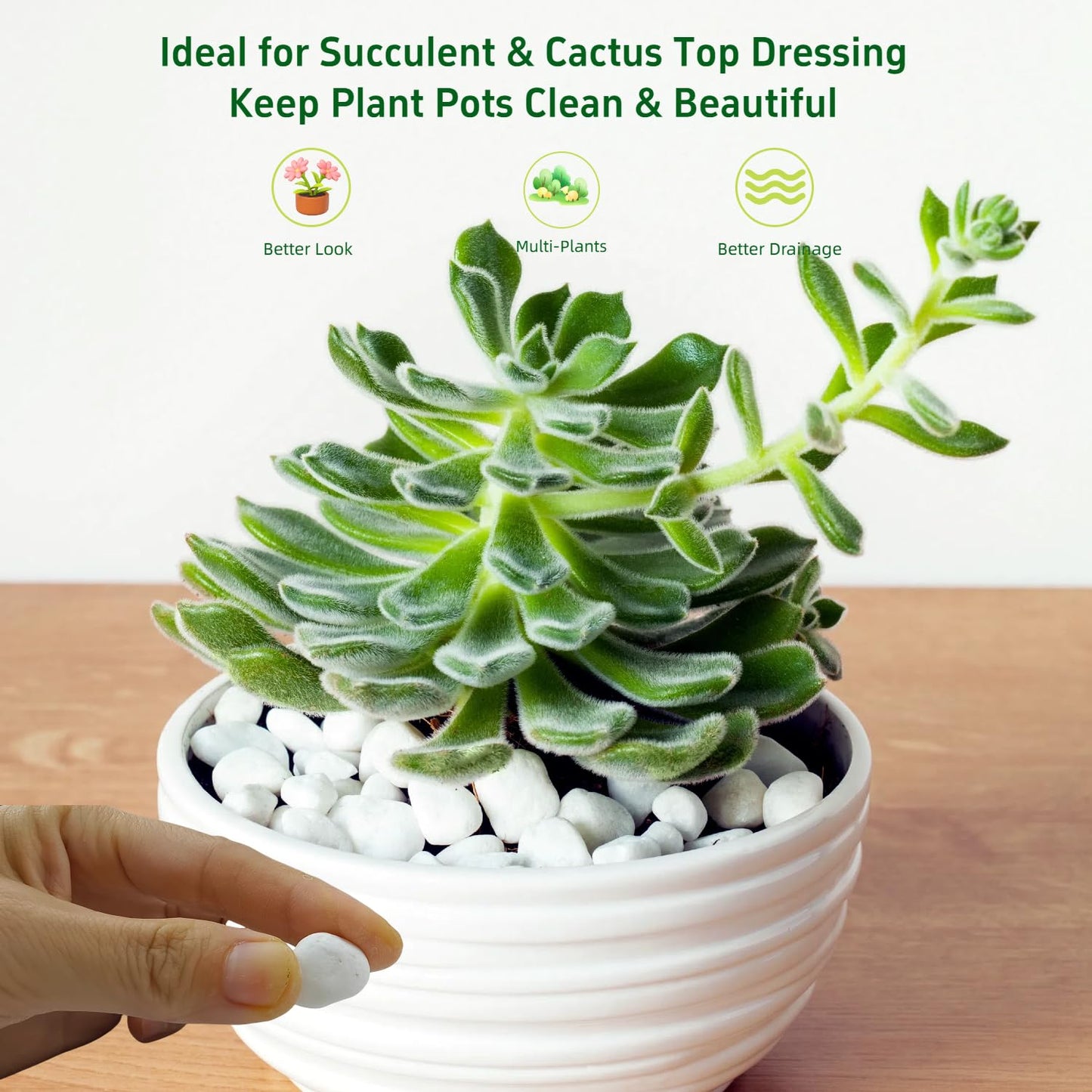 5 LB Natural White Gravel for Plants, Succulents & Cactus, Aquarium, Fish Tank, 0.6 inch Small White Pebbles for Vases, Rocks for Landscaping, Indoor Potted Plants, Garden and Home Decorative Stones