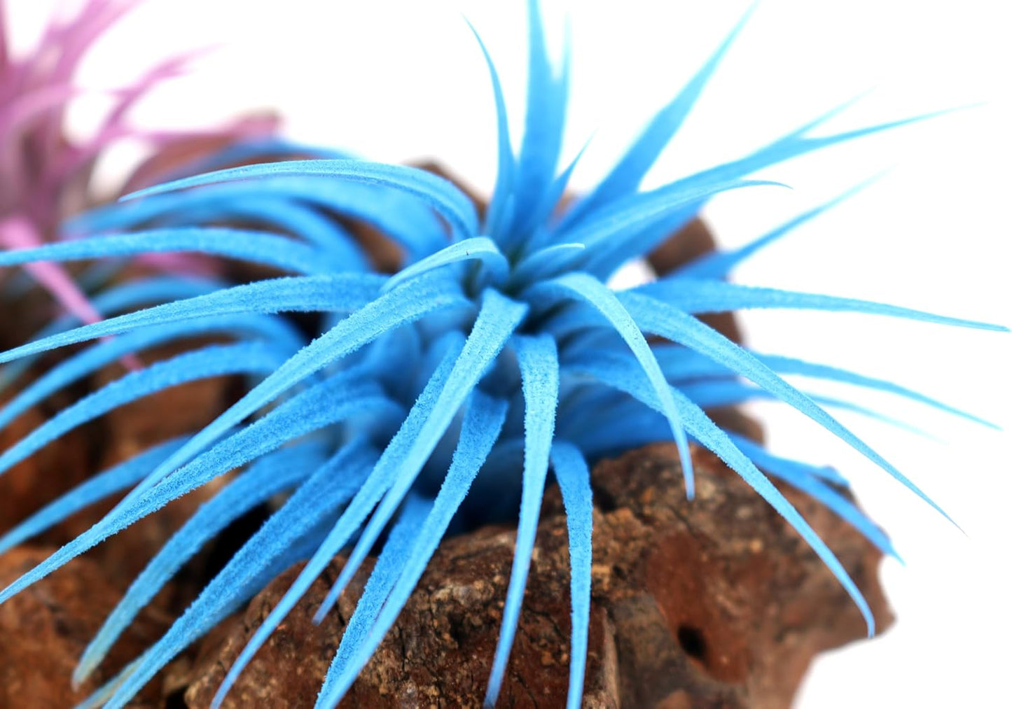 Live Extra Large Tillandsia Ionantha Guatemala Colorful Air Plant 3+ inch Enhanced Color Easy Care Indoor Outdoor Home Decor Gift Airplant by Awesome Industries (Light Blue XL)