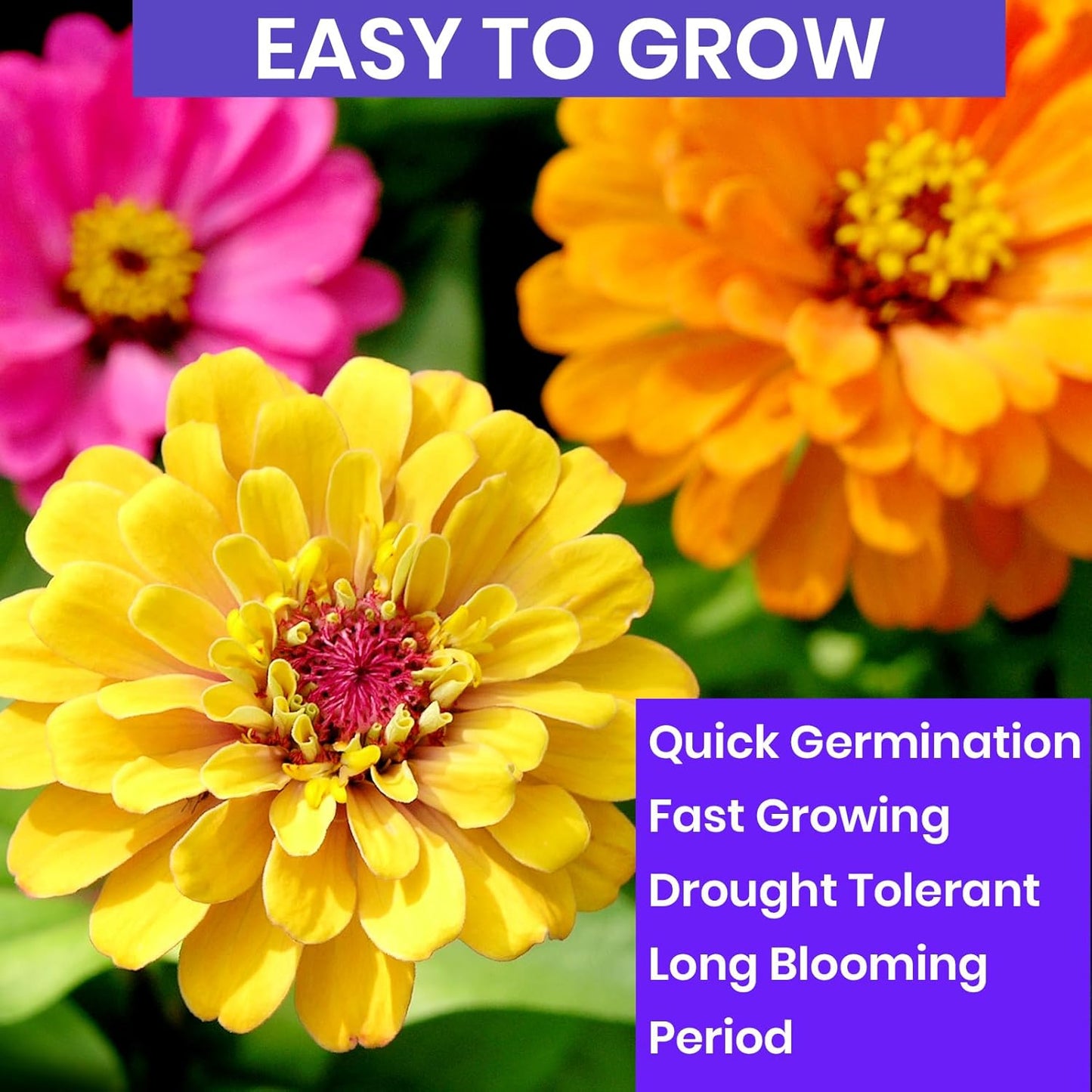 NatureZ Edge Zinnia Seeds for Planting Outdoors, Flower Seeds, Bulk Semillas De Flores para Sembrar, Pumila Mix 4.2 g