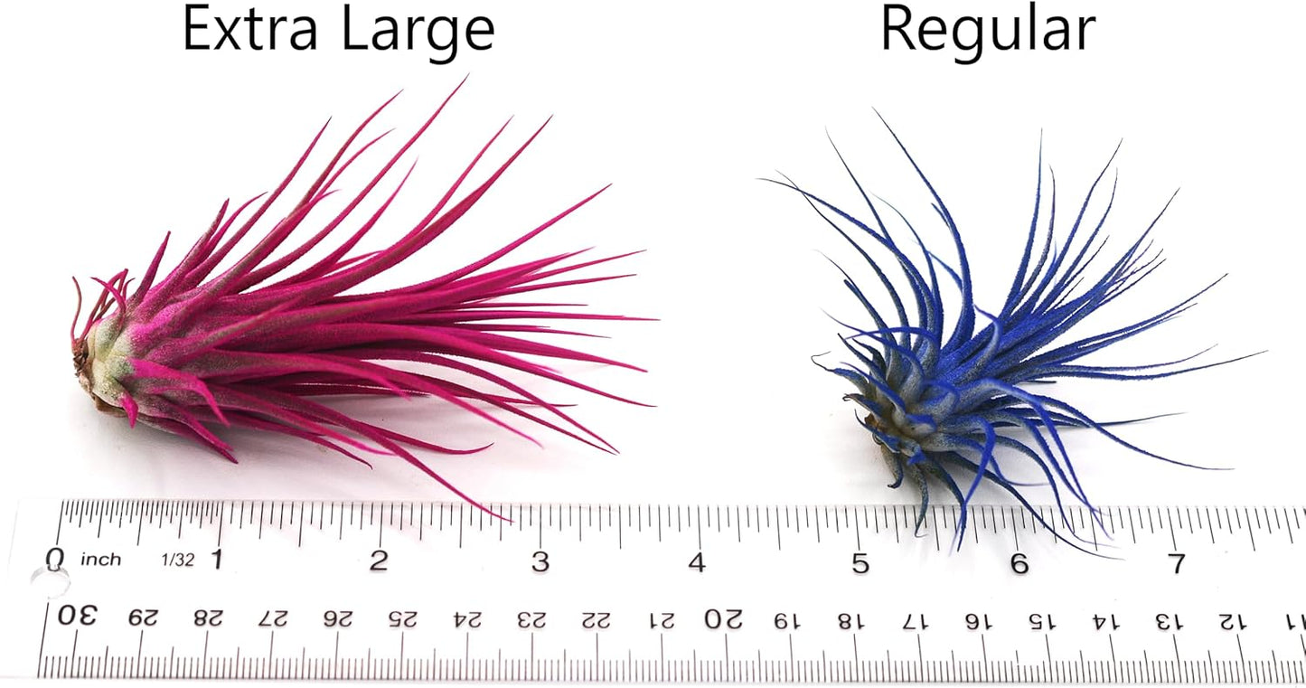 Dyed Tillandsia Ionantha Guatemala Enhanced Colored Colorful Air Plant Live Easy Care Indoor Outdoor Home Decor Gift Airplant by Awesome Industries Live Arrival Guaranteed (Teal)