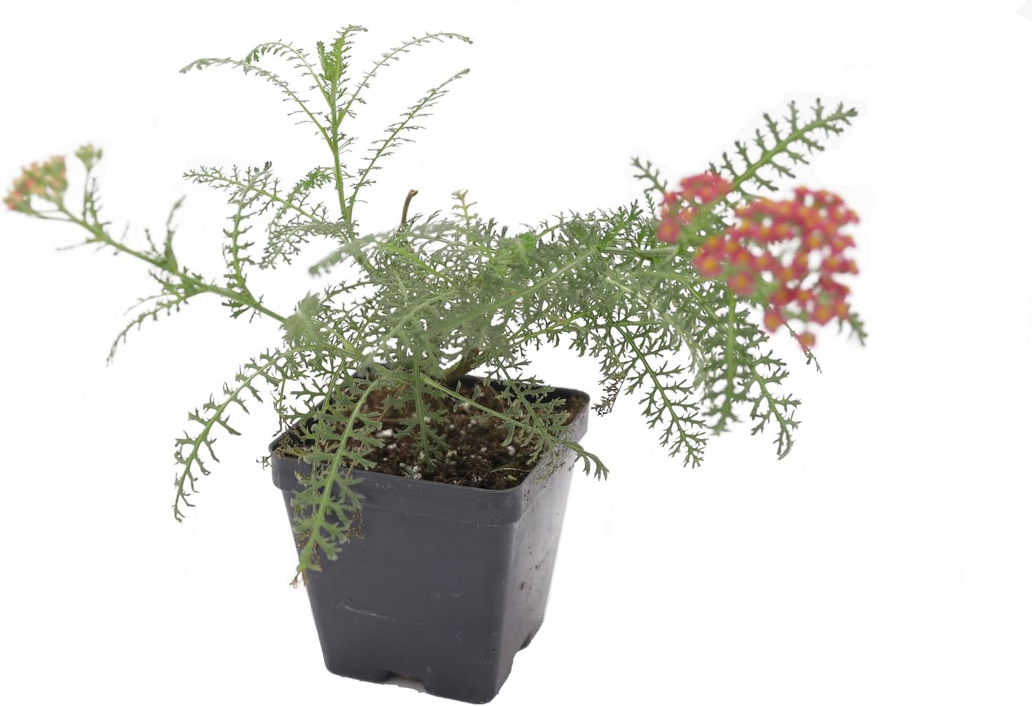 Greenwood Nursery: Live Perennial Plants - Achillea New Vintage Red Yarrow - [Qty: 3X Pint Pots] - (Click for Other Available Plants/Quantities)