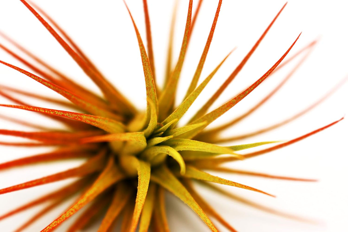 Live Extra Large Tillandsia Ionantha Guatemala Colorful Air Plant 3+ inch Enhanced Color Easy Care Indoor Outdoor Home Decor Gift Airplant by Awesome Industries (Sunrise XL)