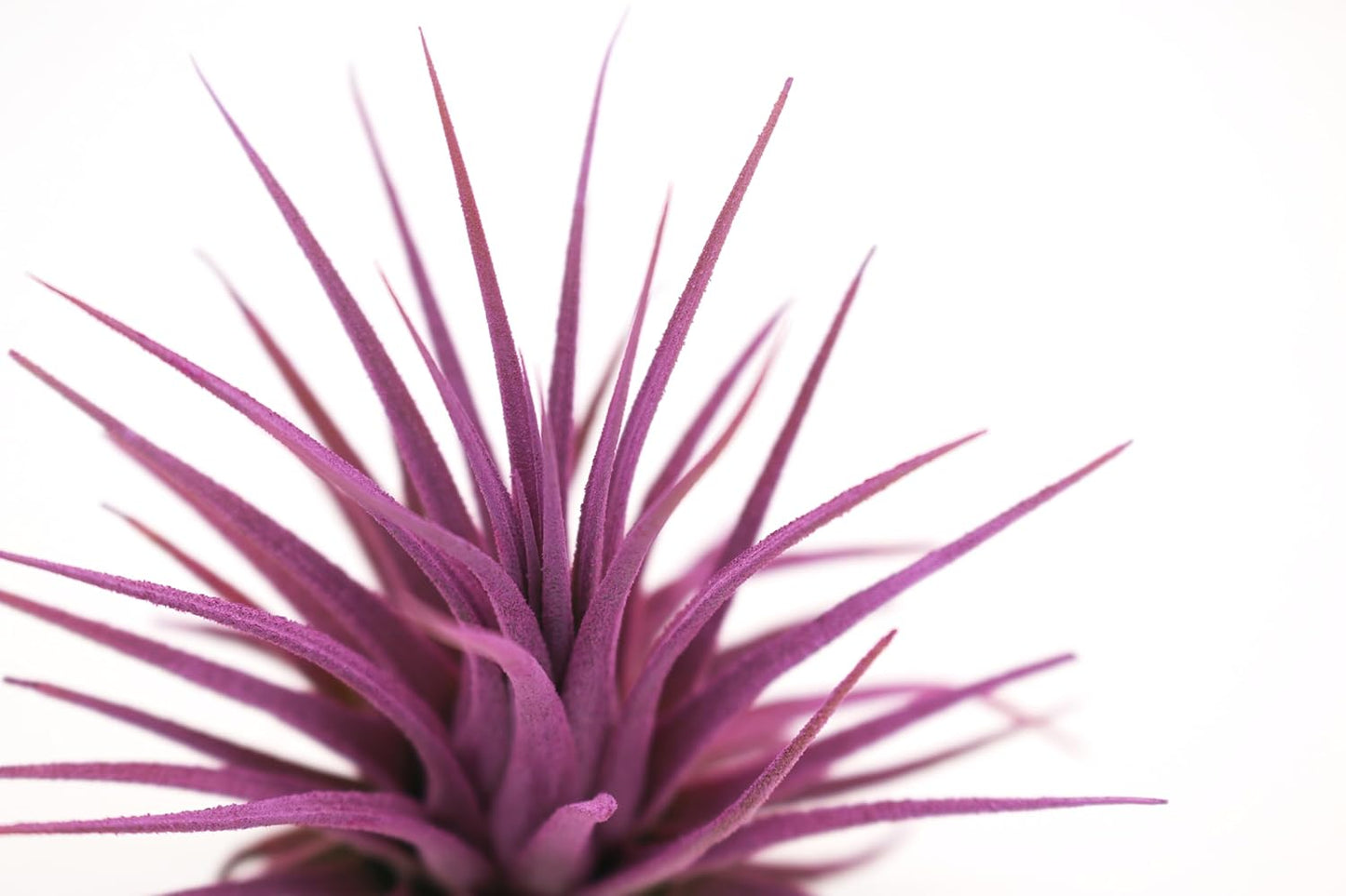 Live Extra Large Tillandsia Ionantha Guatemala Colorful Air Plant 3+ inch Enhanced Color Easy Care Indoor Outdoor Home Decor Gift Airplant by Awesome Industries (Lavender XL)