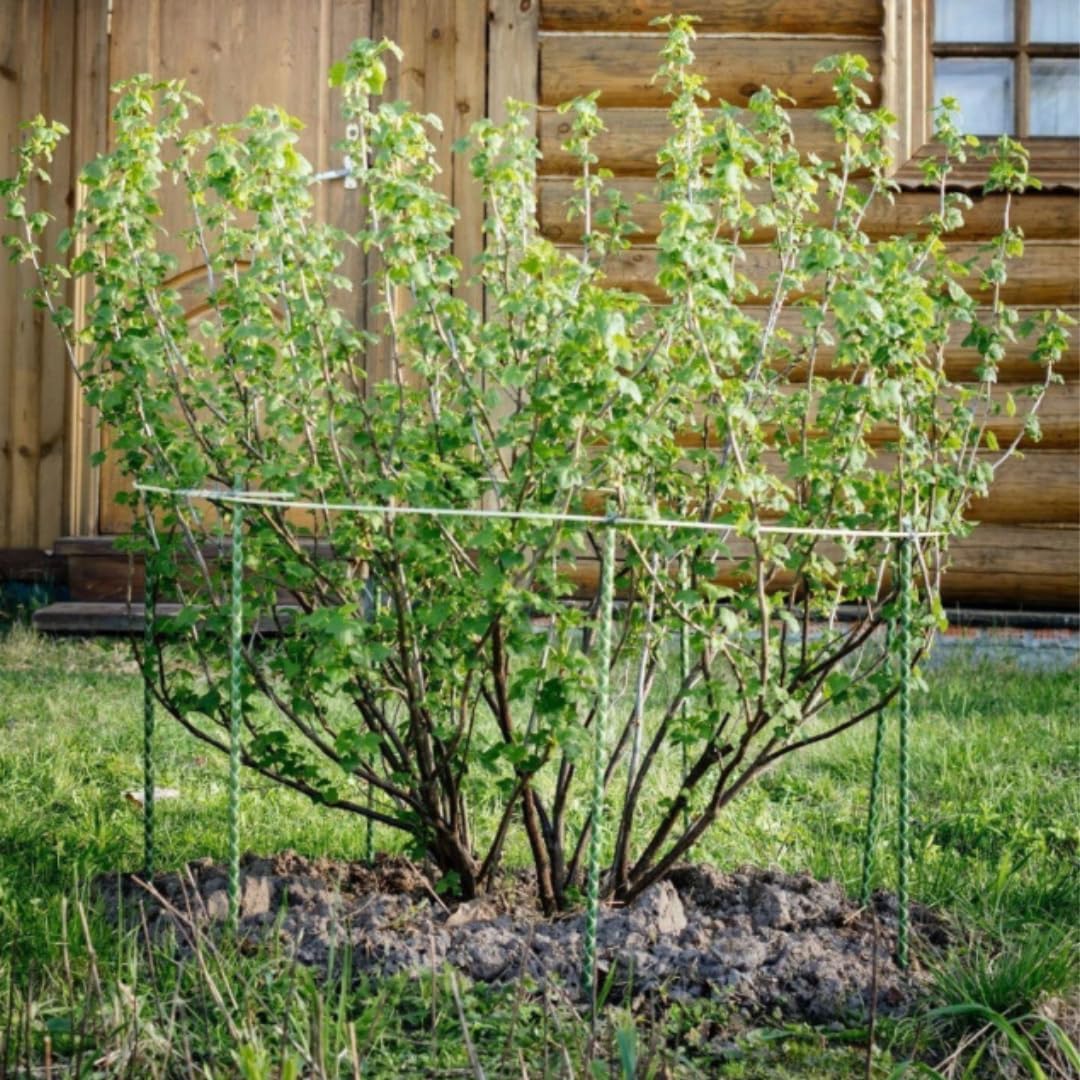 Fiberglass Eco Friendly Garden Stakes (Choose Height/Quantity) – Durable, Lightweight, Tomato, Tree, Strawberry, Plant, Support Fencing Stakes with Patterned Surface 5/16" Diameter (10, 4)