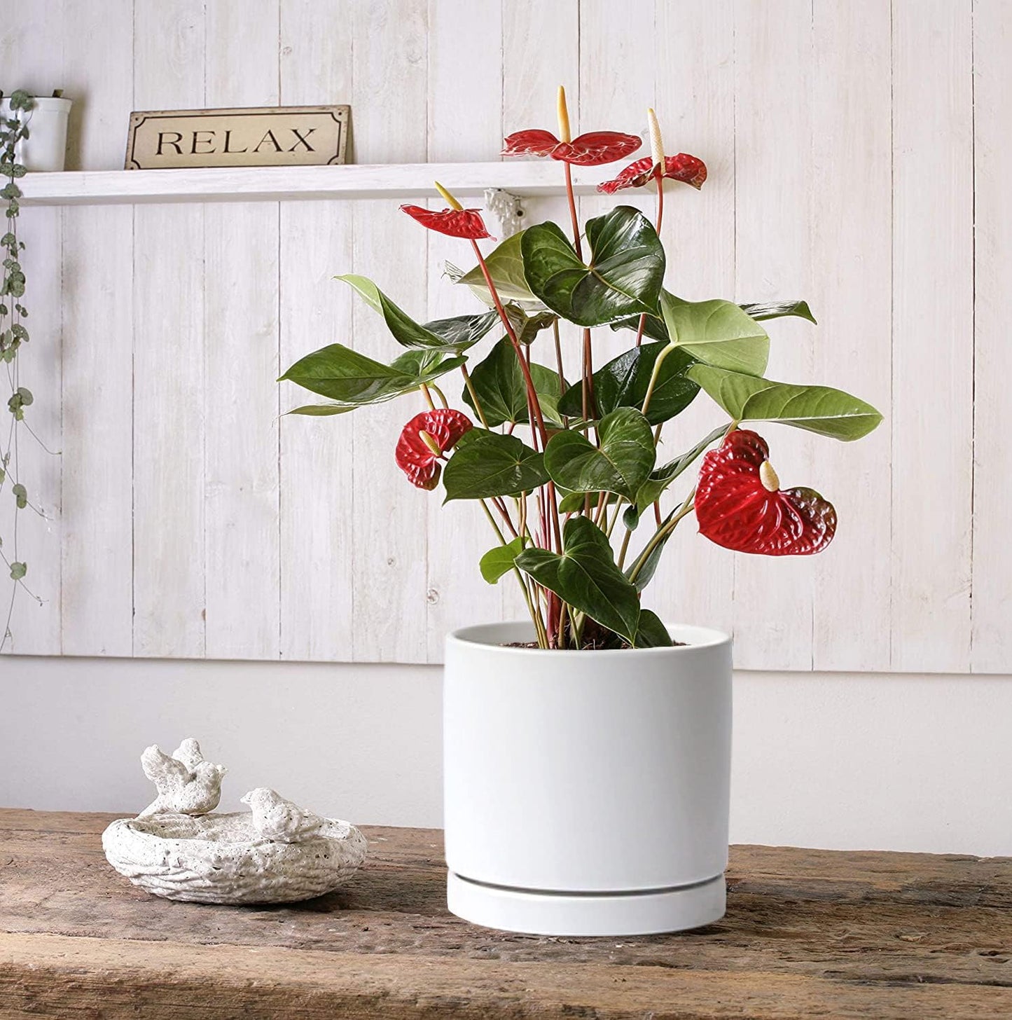 Aveyas 8 inch Ceramic Plant Pot with Drainage Hole and Saucer - Suitable for Indoor and Outdoor Use, Modern Planters for House Garden Flower Tree Snake Monstera Plants (8", Matte White)